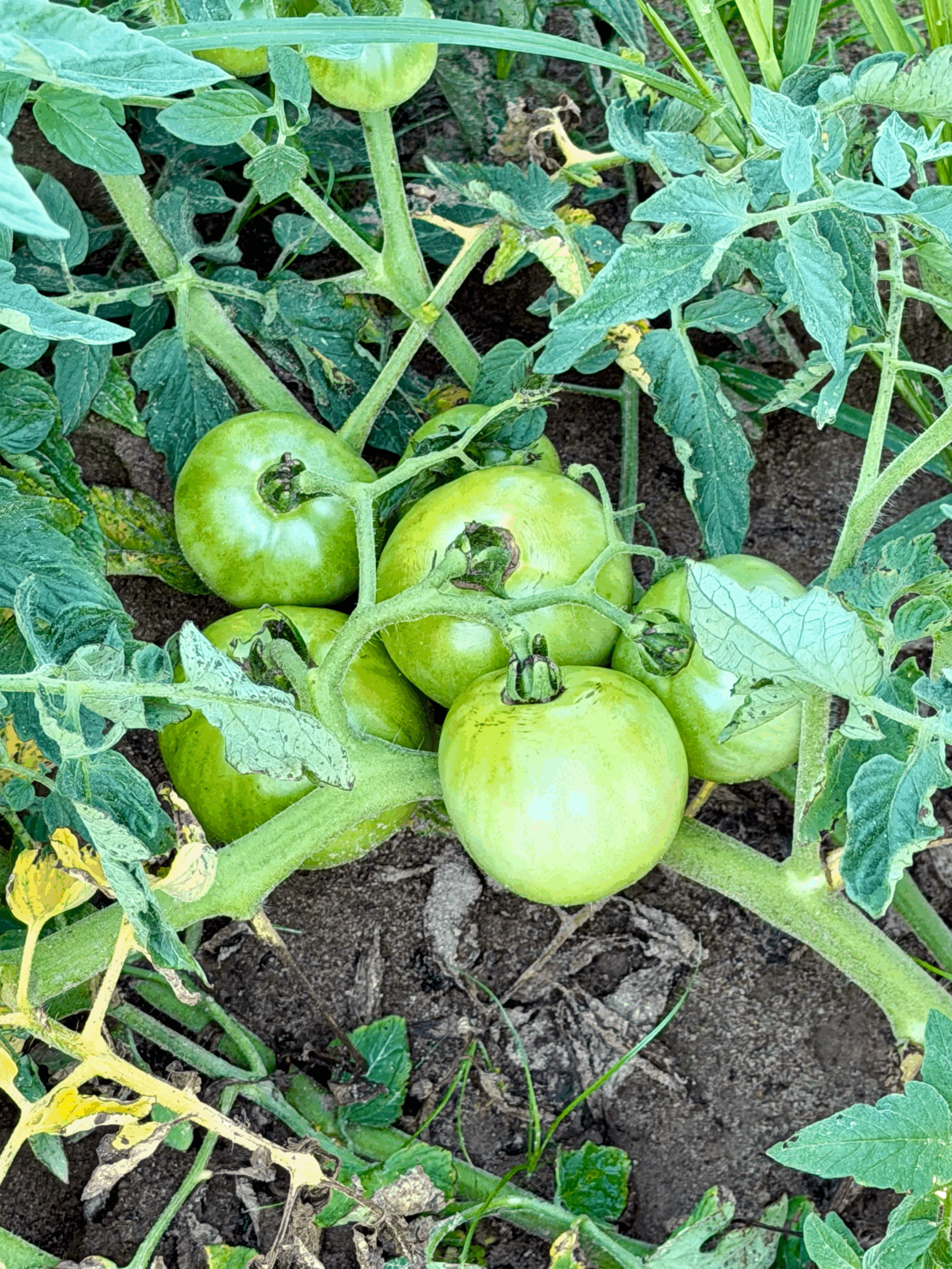 Summer heat and the promise of harvest!