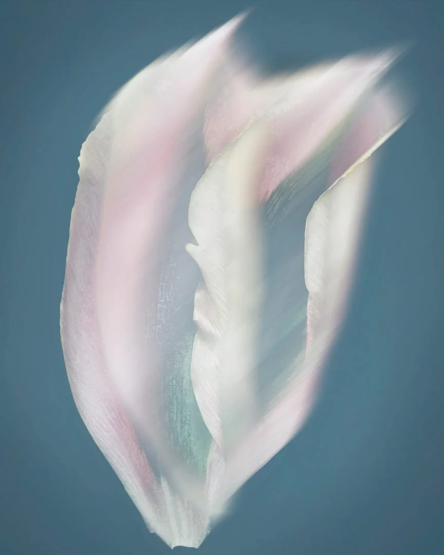 Joyce Tenneson - Tulip Petals