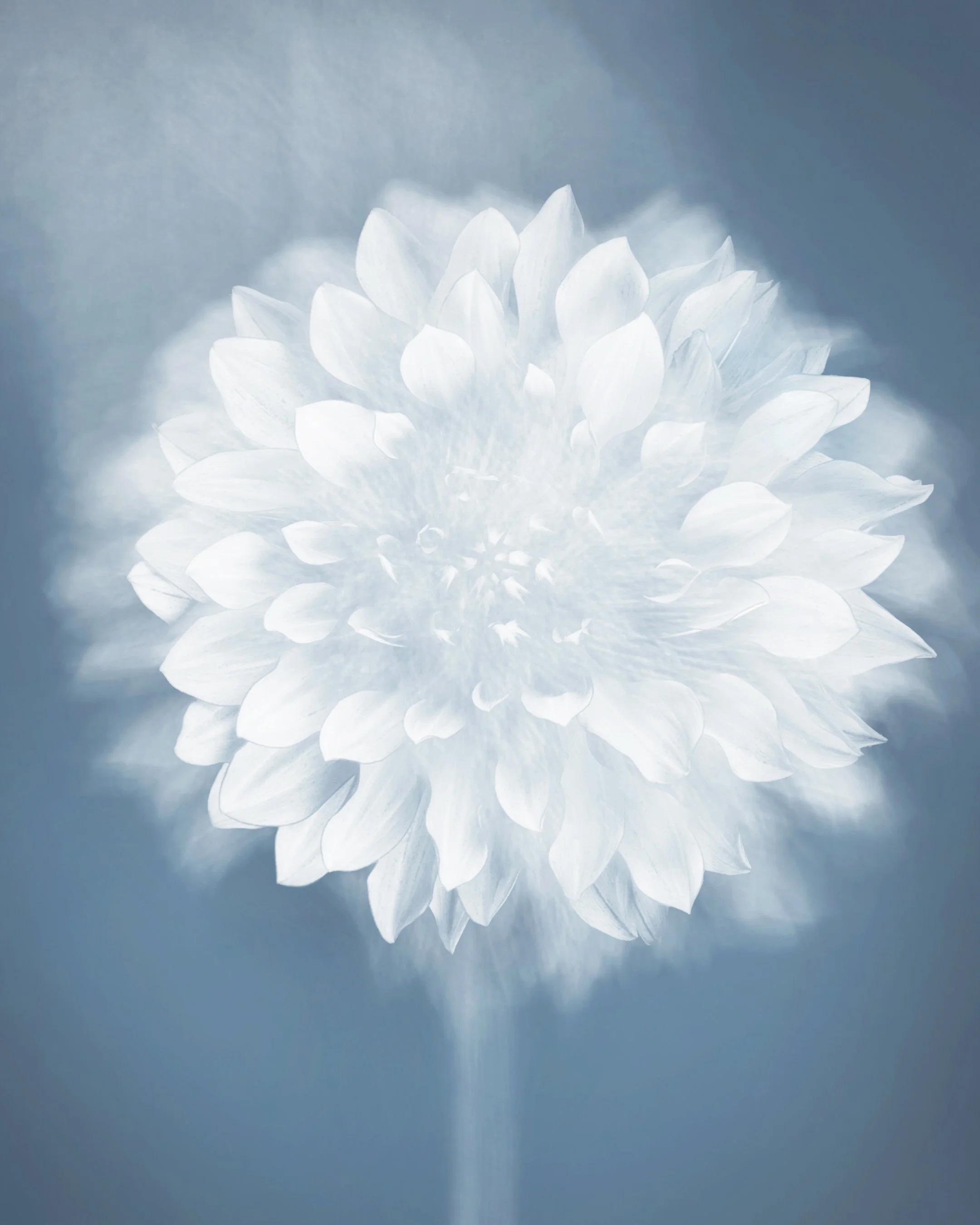 Joyce Tenneson - Solar Dahlia