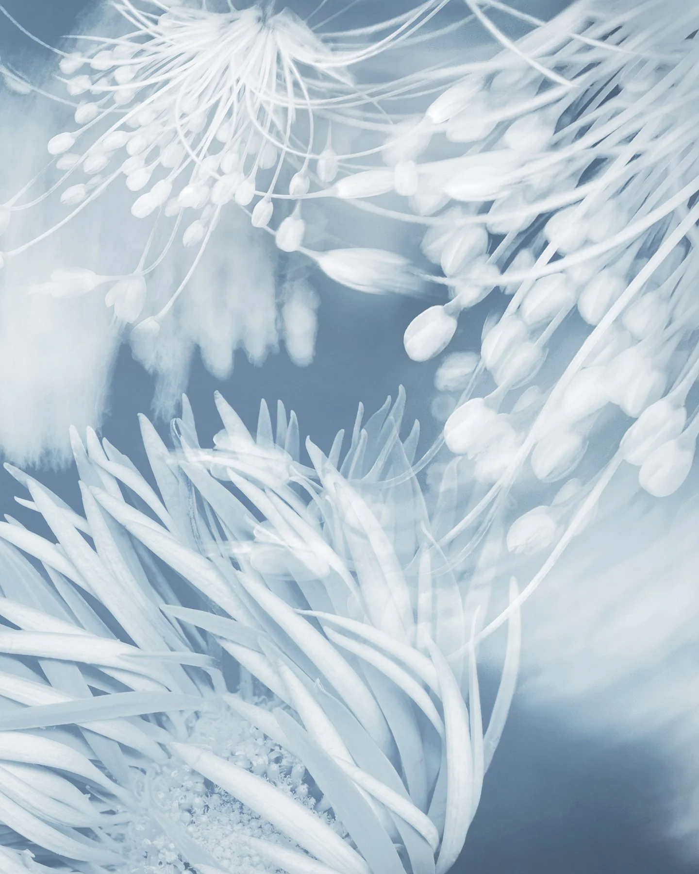 Joyce Tenneson - Gerbera Daisy and Wildflowers