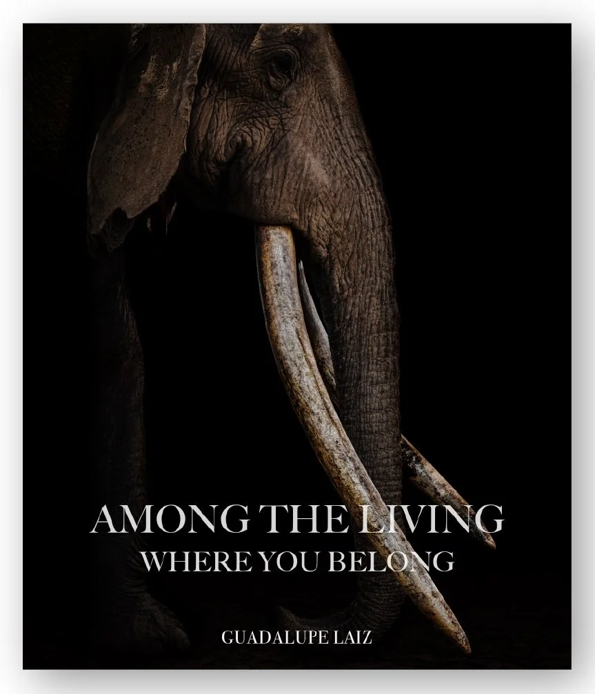 Guadalupe Laiz: Among the Living Where you Belong