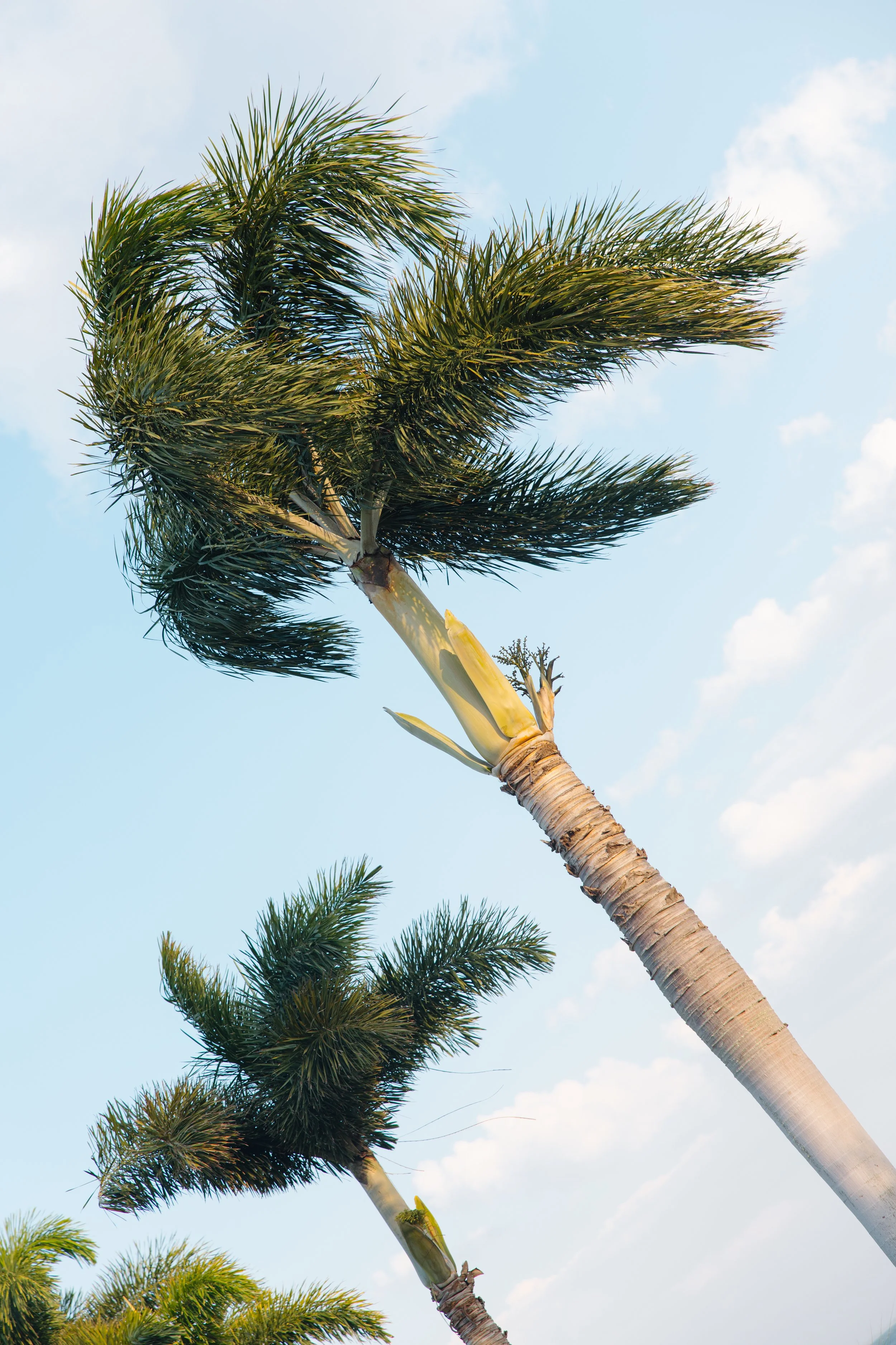 Tall palm trees with green leaves against a partly cloudy sky.