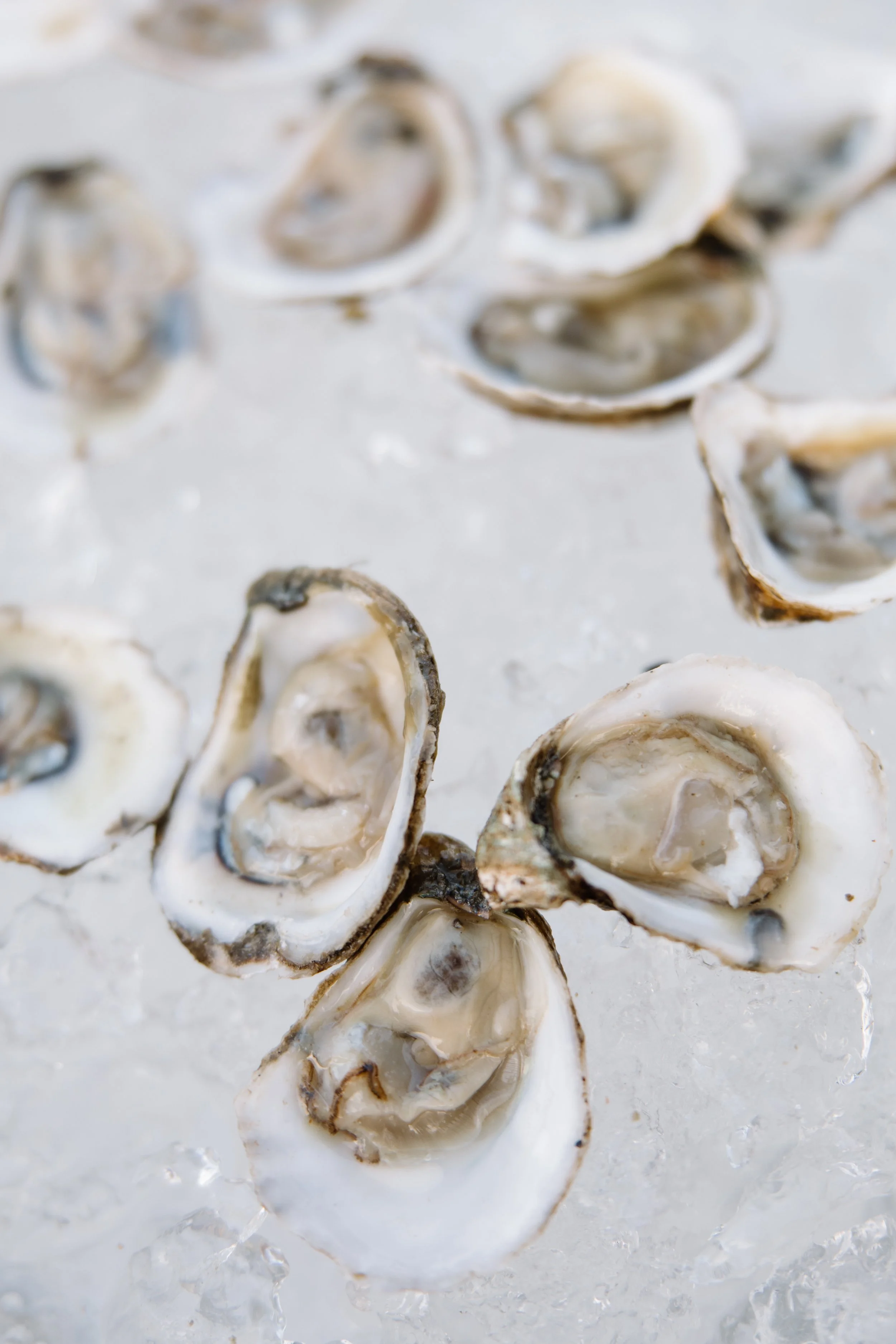 Close-up of fresh oysters on a bed of ice.