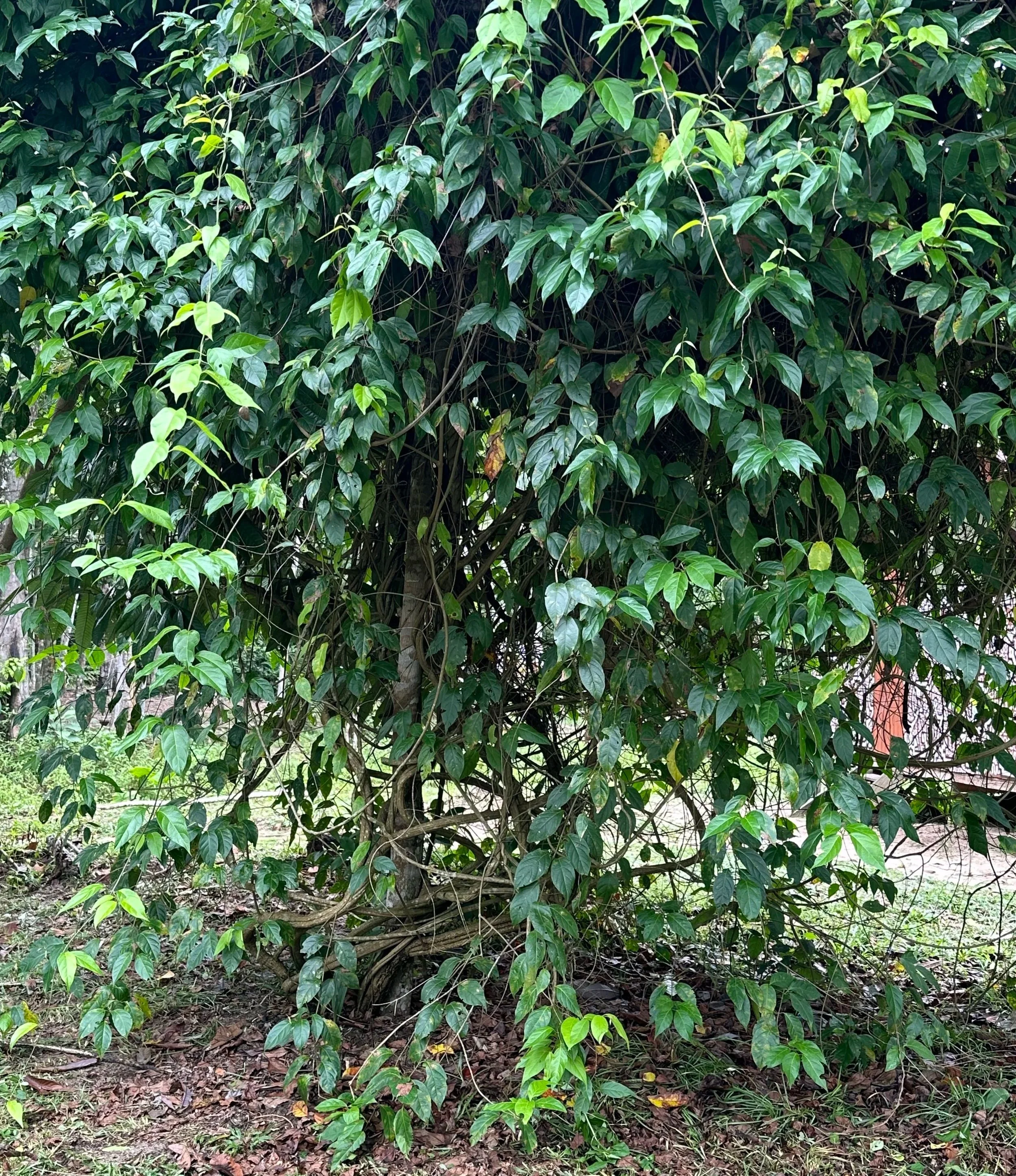 A lush green plant with dense leaves and twisting branches, growing outdoors.