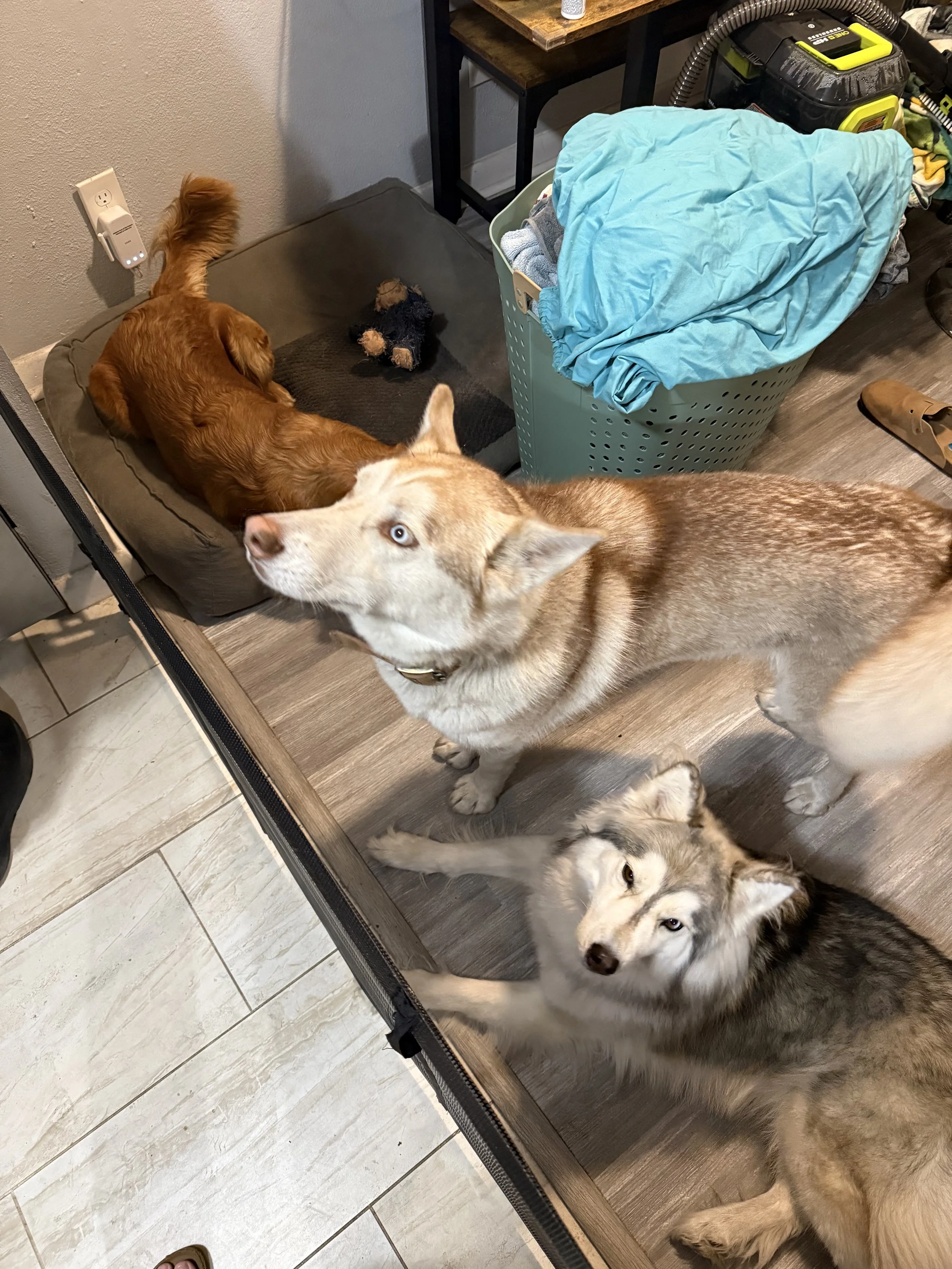 Three dogs in a room, with one lying on a dog bed, and two standing nearby. The room contains laundry, tools, and a power outlet.