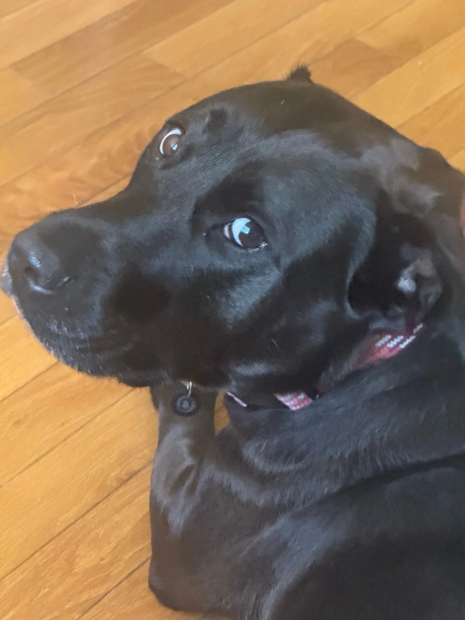 Luna: 6-year-old lab. Very good with kids and other animals, but does have guarding issues. Would need to be fed and watered seprately.