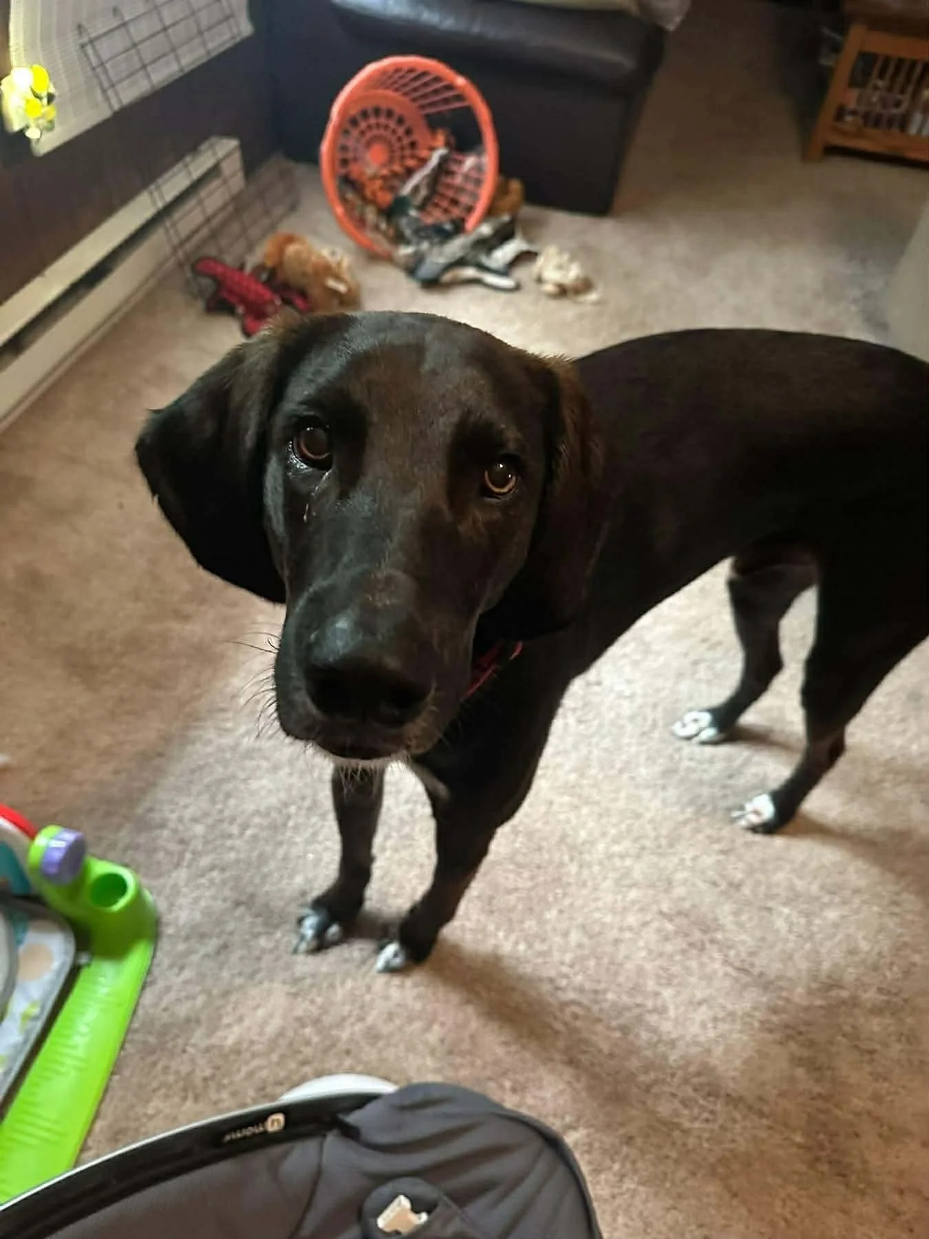Banks: 3-year-old Lab Hound Mix. Good with older kids, dogs, but unaware of cats.
