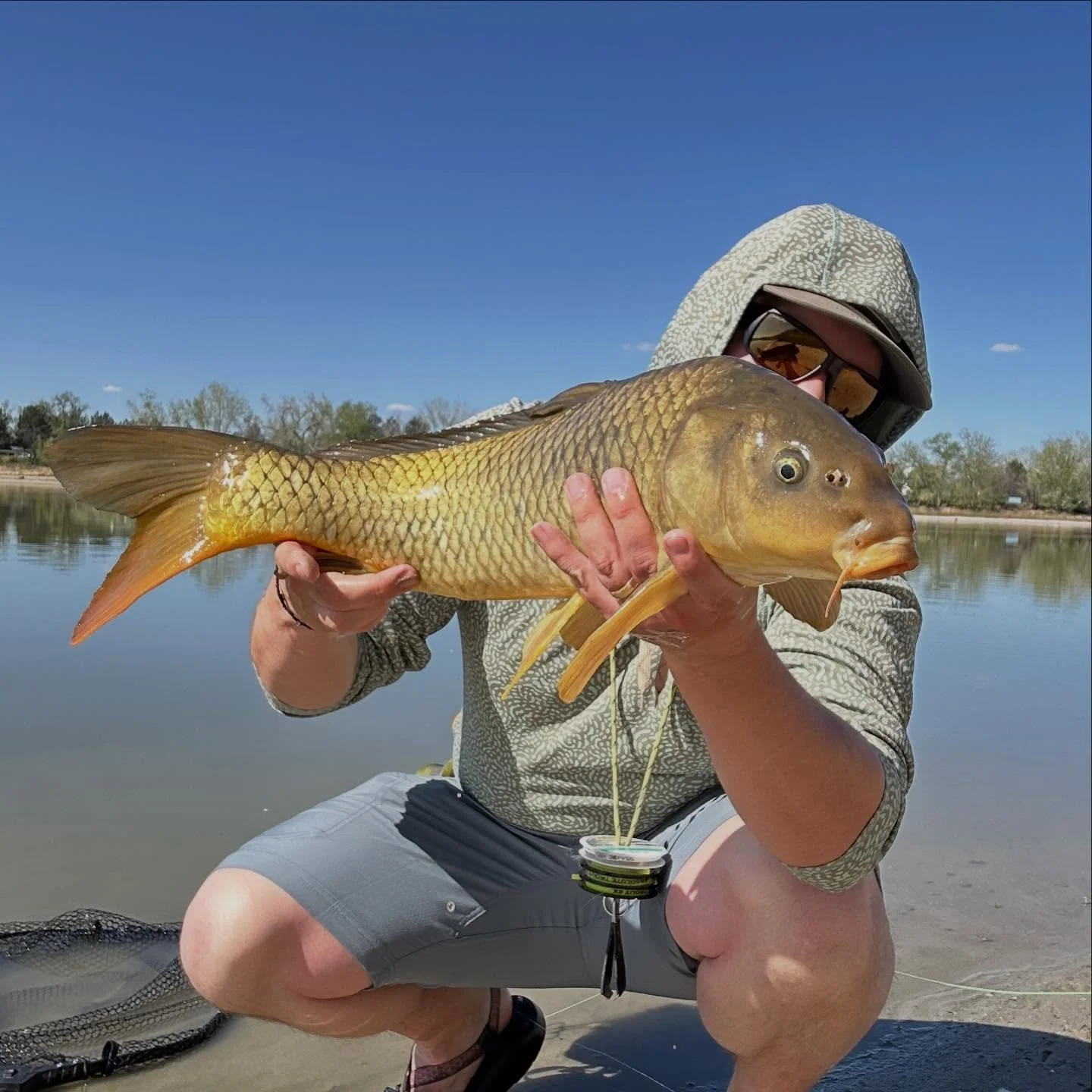It&rsquo;s going to be a carpy summer&hellip;  #commoncarp #draganddrop #carponthefly #sightfishing #murrayguides