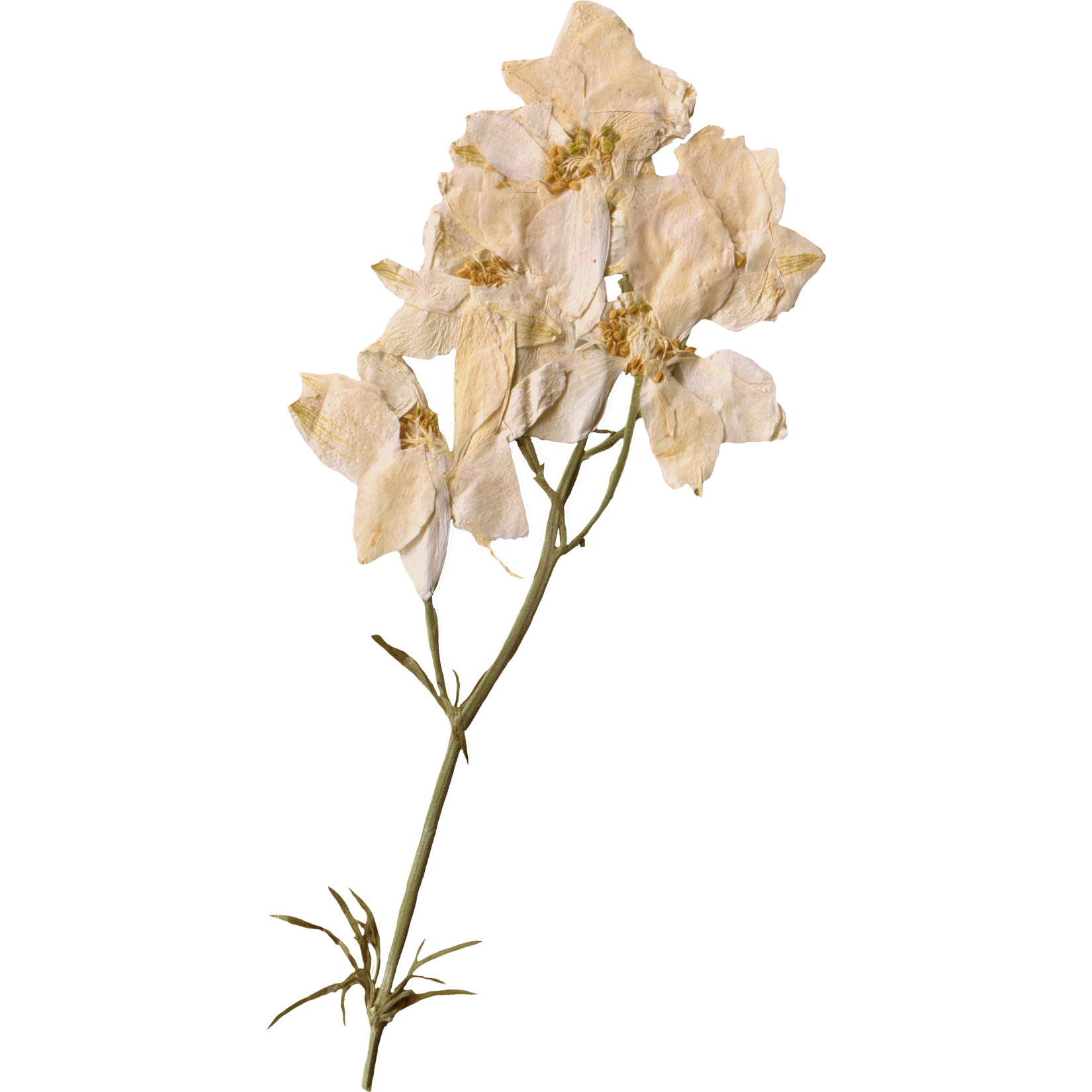 Medspa Services Near Me CA