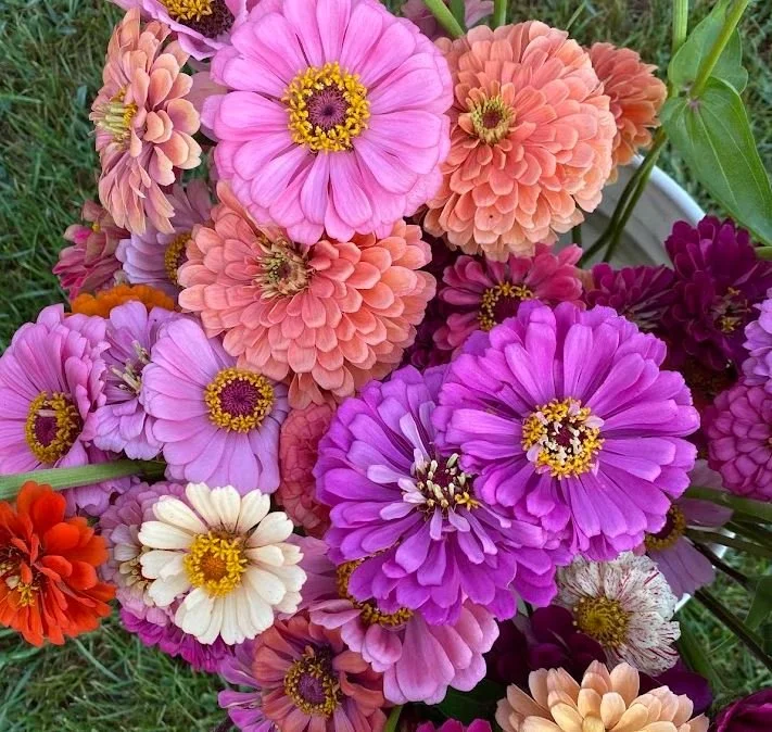 Zinnias 1.JPG