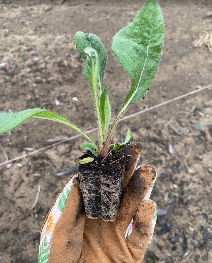 Summer Flower Garden Collection