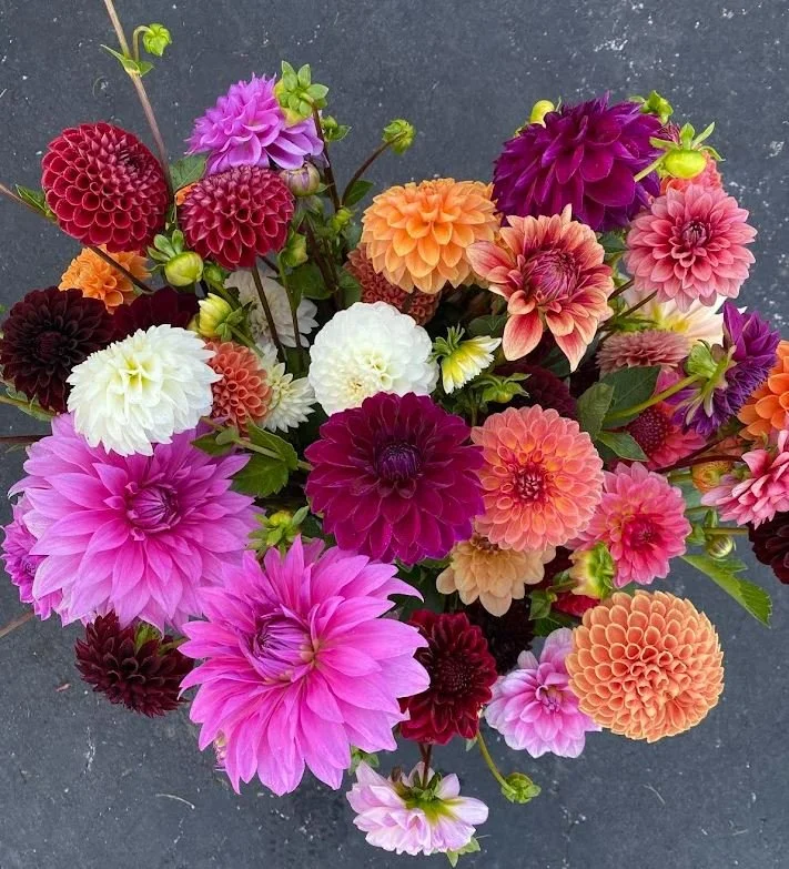 2026 Dahlia Subscription