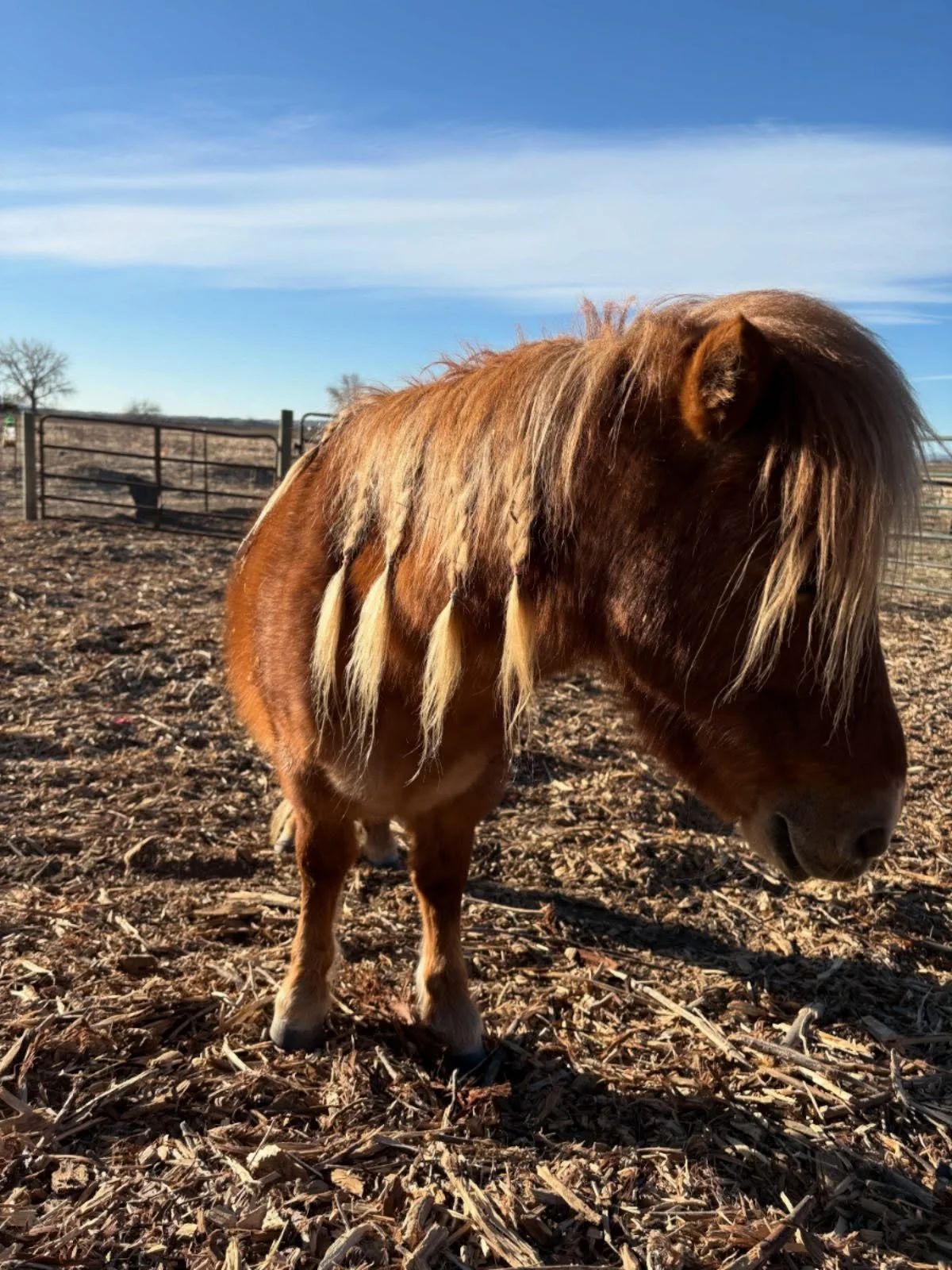Pumpkin showing off he new do! #thistlefarm #thistolfarm #camdazcofarm