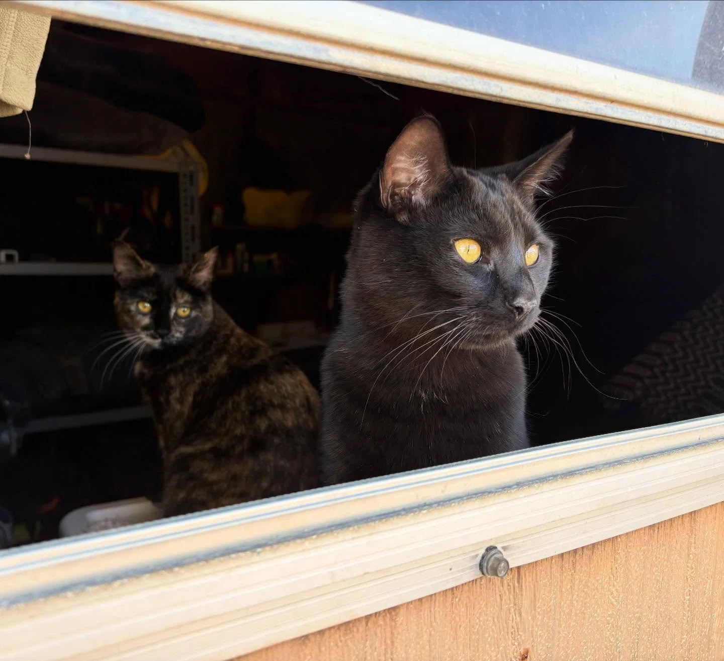 Minerva and Bruce with their glowing eyes! #thistolfarm #thistlefarm #camdazcofarm
