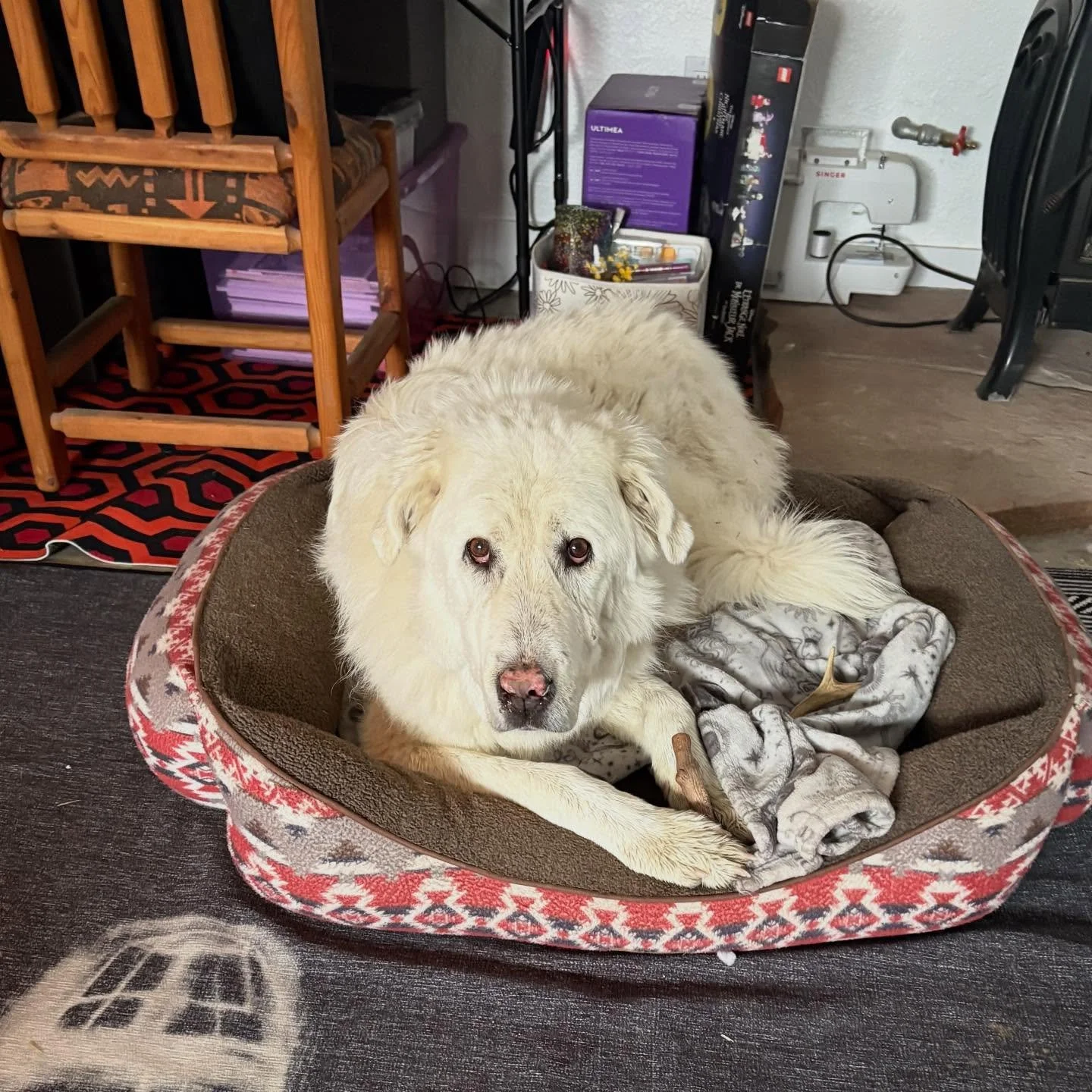 Hitch enjoying a well deserved rest and treat! #thistolfarm #thistlefarm