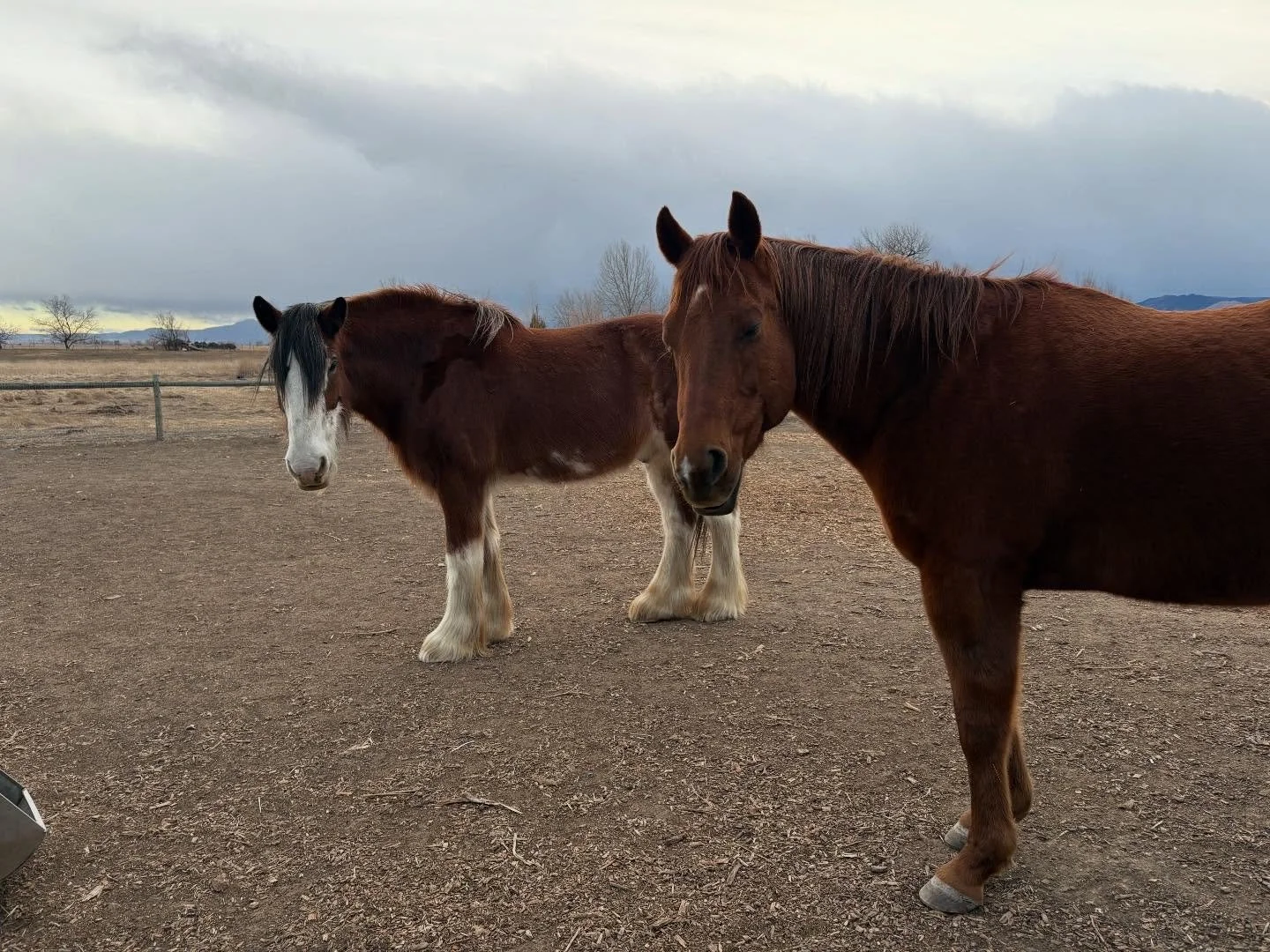 Duke and Scarlett enjoying another lovely Colorado day!