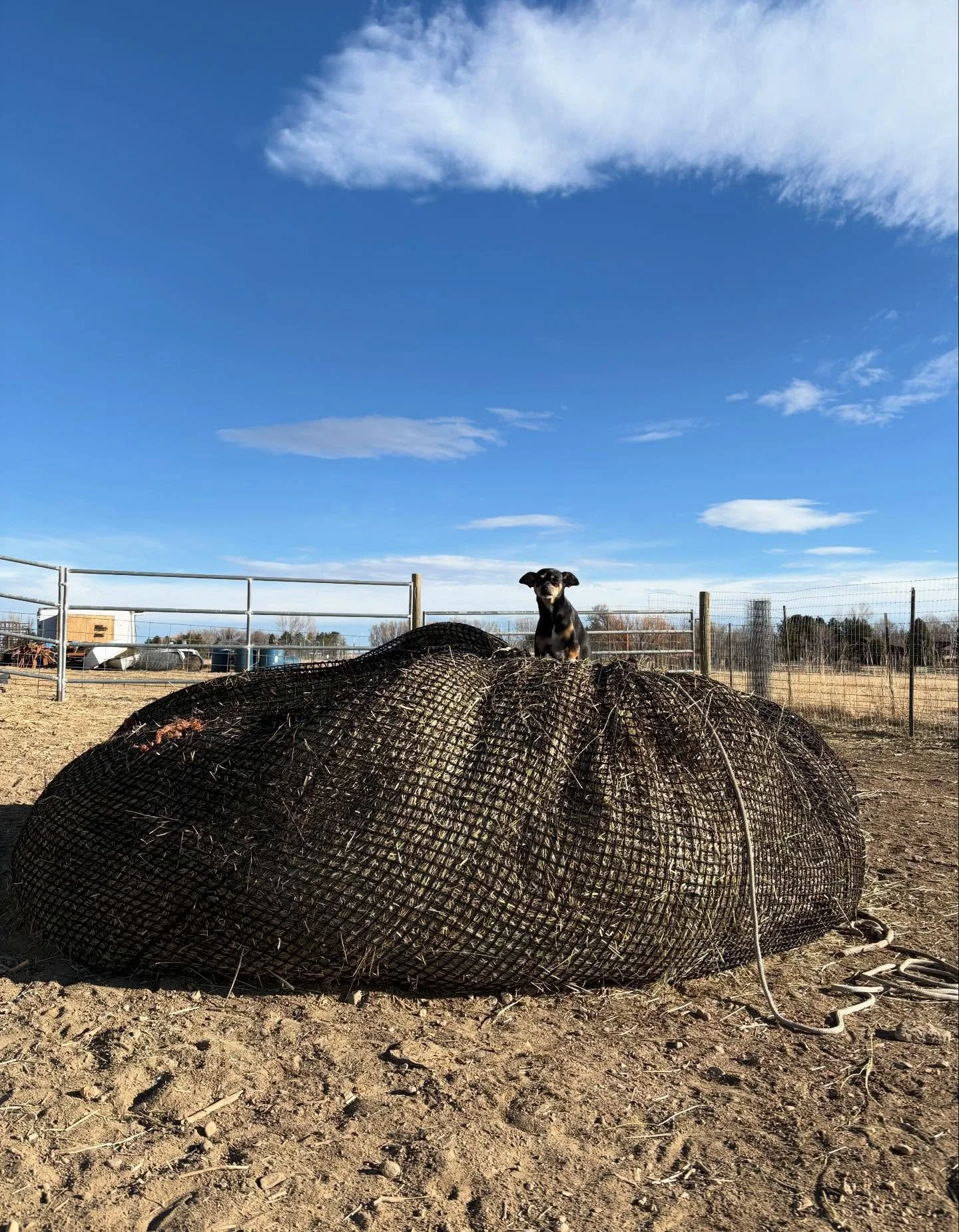 King Paco of Hay Mountain. #thistolfarm #thistlefarm