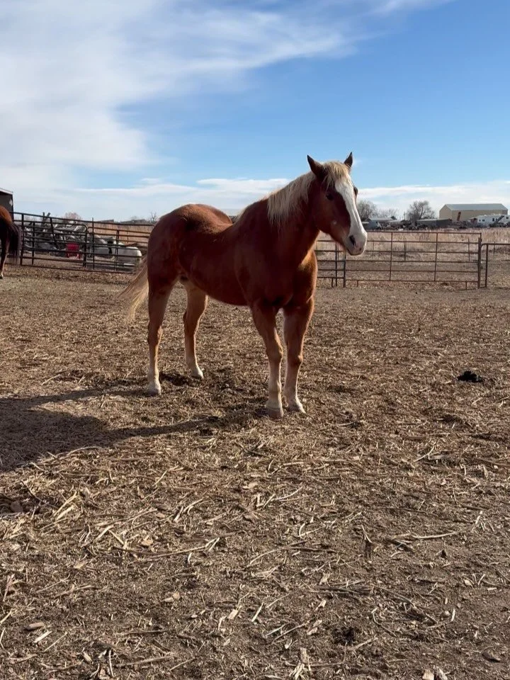 Our second biggest boy Mack. Gentle giant, leaning love bug, macho man Mack! #thistolfarm #thistlefarm