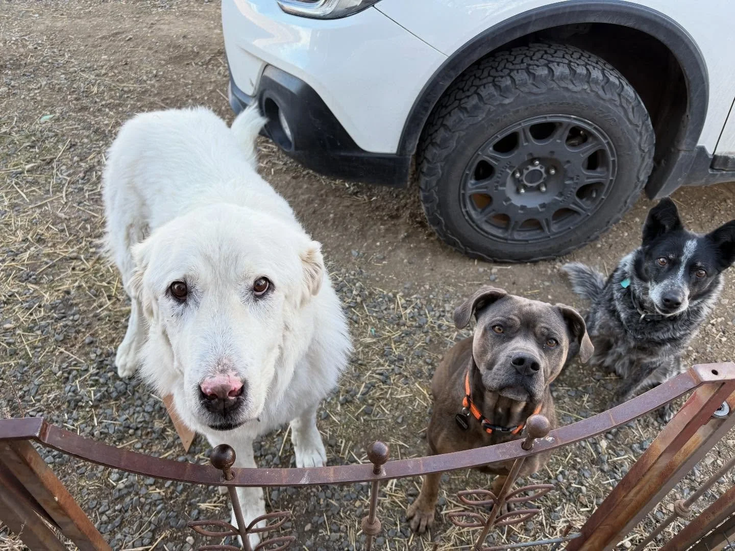 Hitch, Chai, and Cassie! #thistolfarm #thistlefarm #dogs