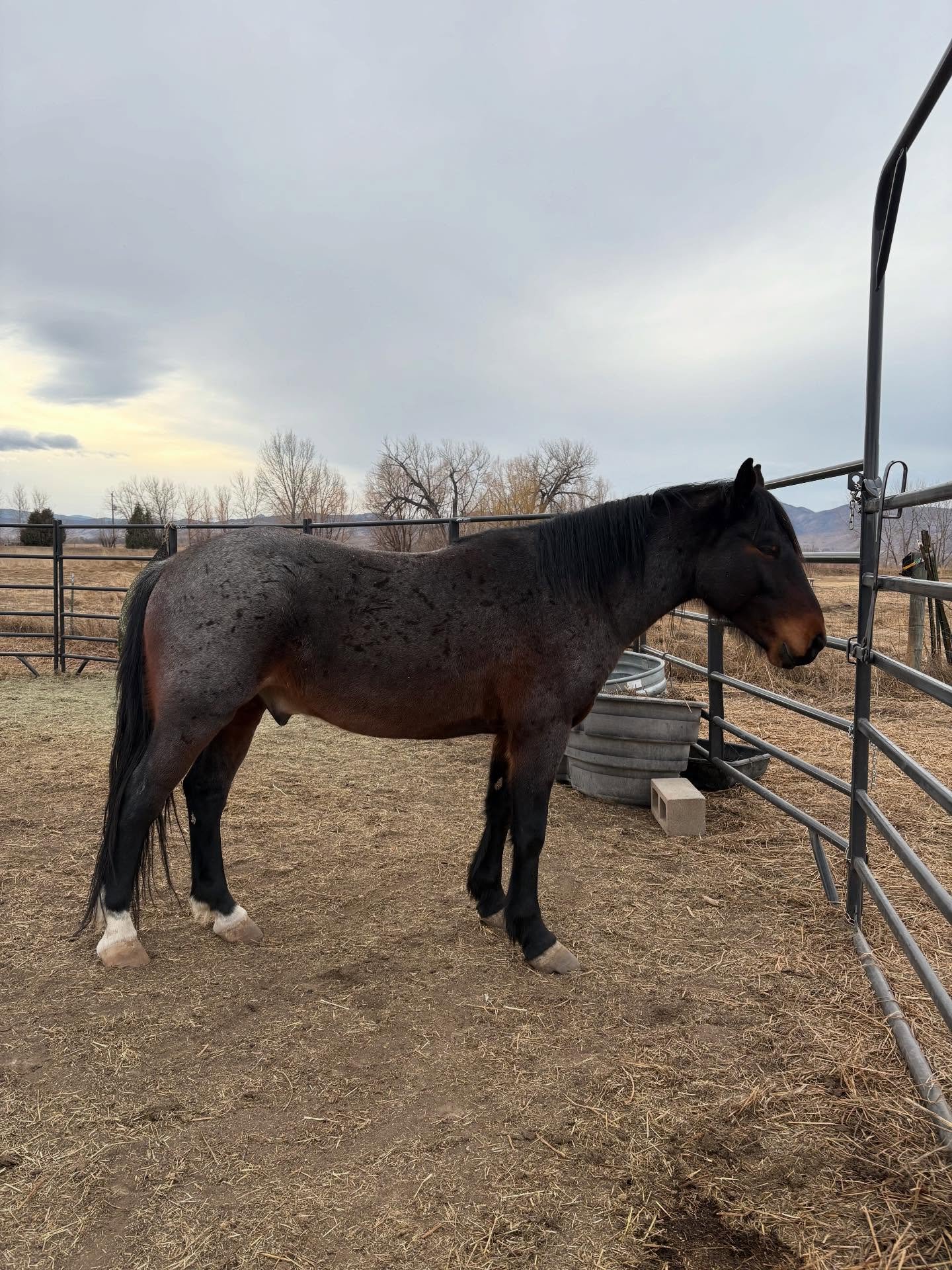 Enzo! Our resident Mustang Wild Horse
