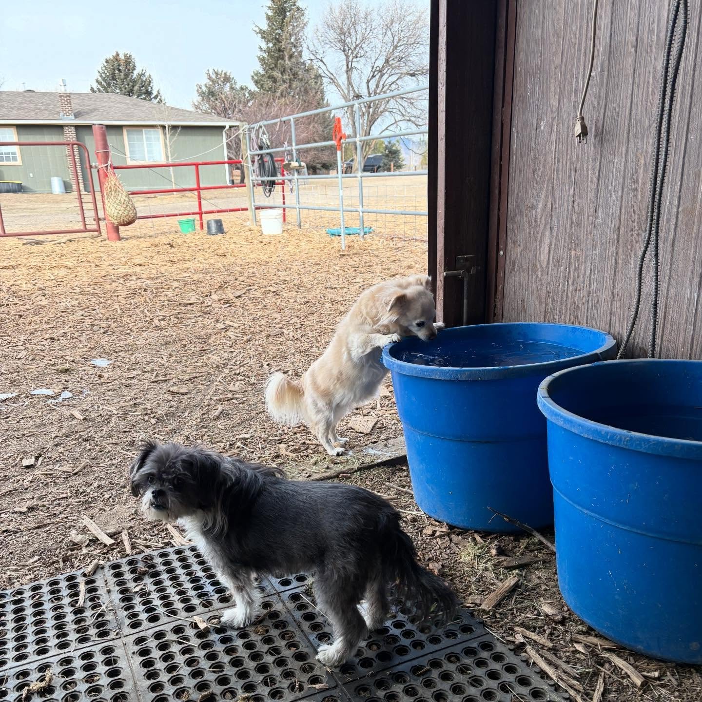 Helping muck the barn! Thirsty work when you&rsquo;re doing it all by mouth. #betsybesos #elliemae
