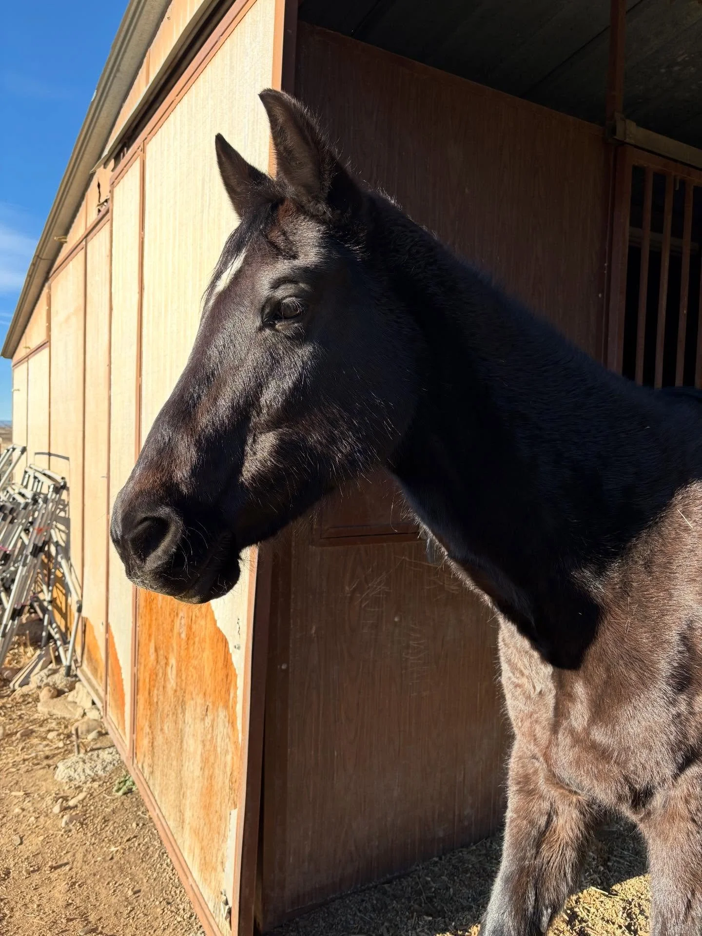 Hobbs soaking up the morning sun #thistolfarm #thistlefarm #camdazcofarm