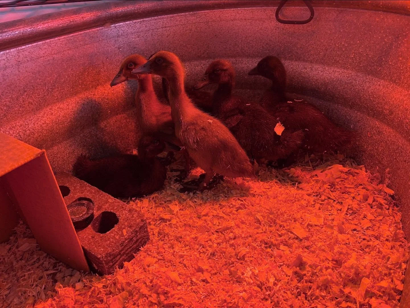 We got DUCKLINGS! #thistolfarm #thistlefarm #camdazcofarm