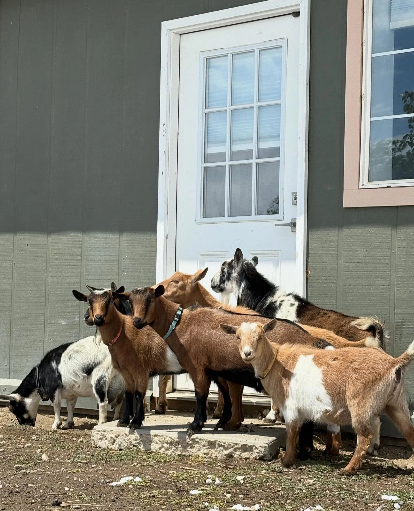Gang of Goats! #thistlefarm #thistolfarm #camdazcofarm #goats