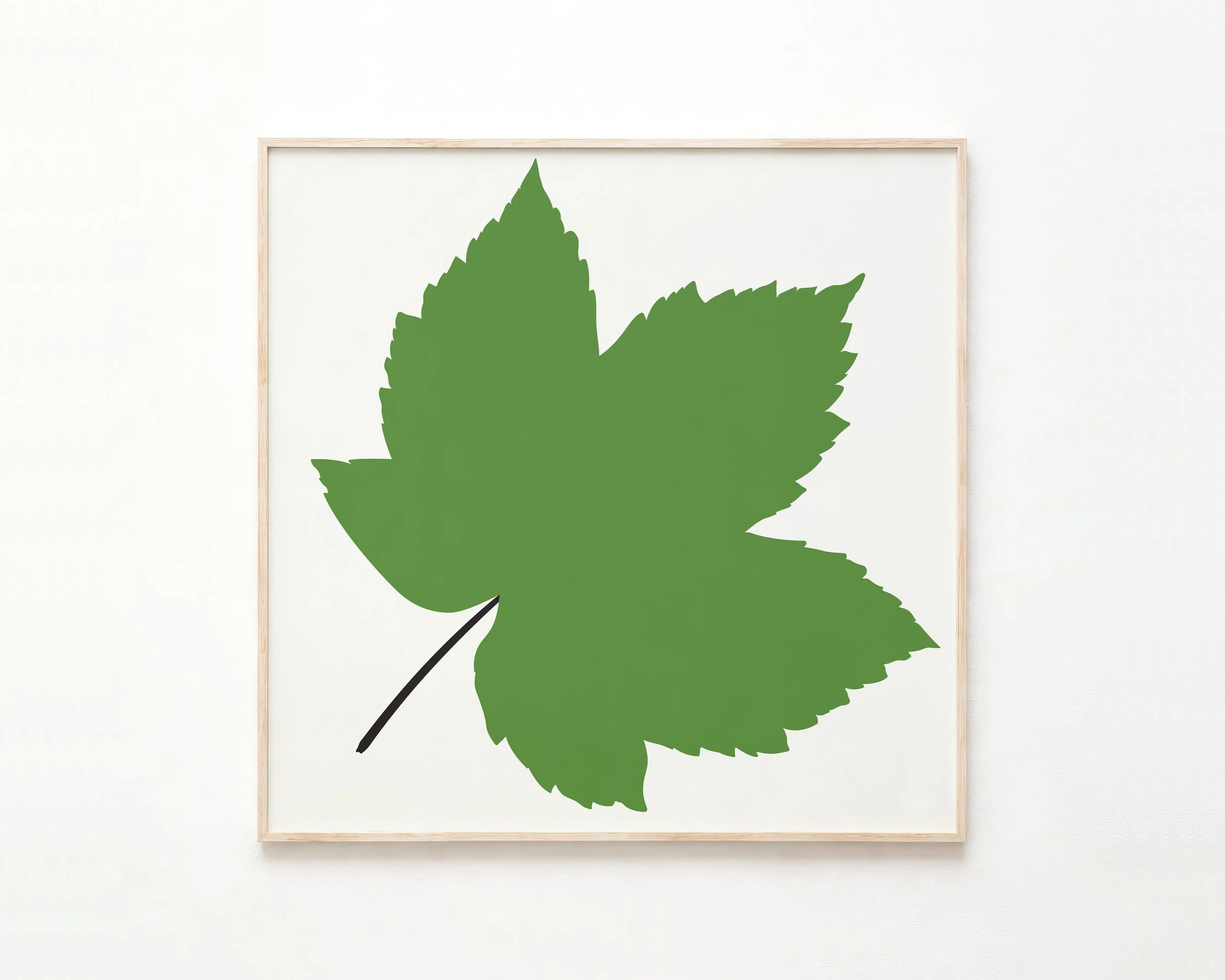 Sycamore Maple