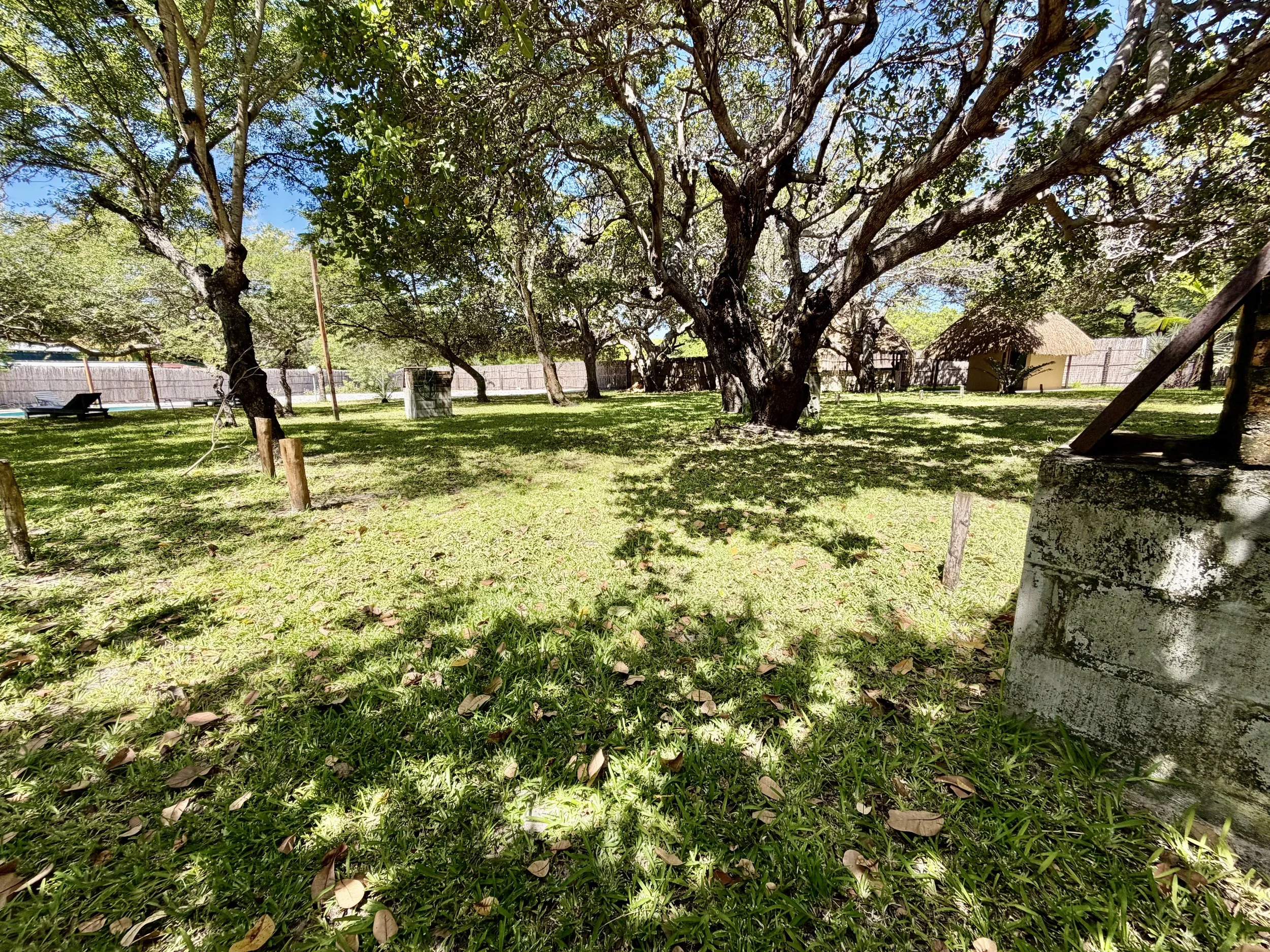 A lush green outdoor area with large trees, a wooden fence, a thatched-roof hut, a lounge chair by a pool, and some scattered leaves on the grass.