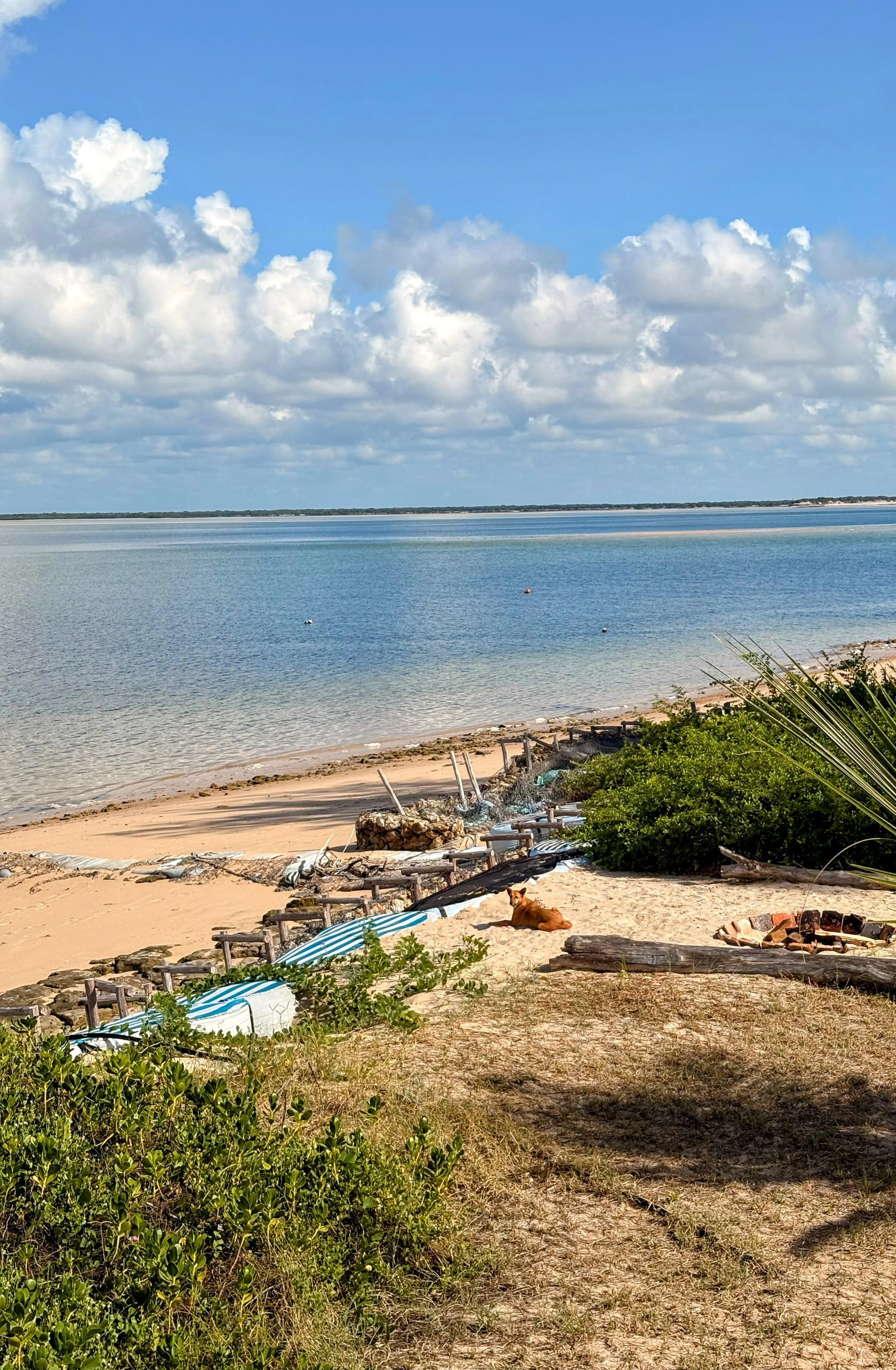 Beach scene with sandy shore, green bushes, driftwood, a dog resting, calm water, and a cloudy sky.