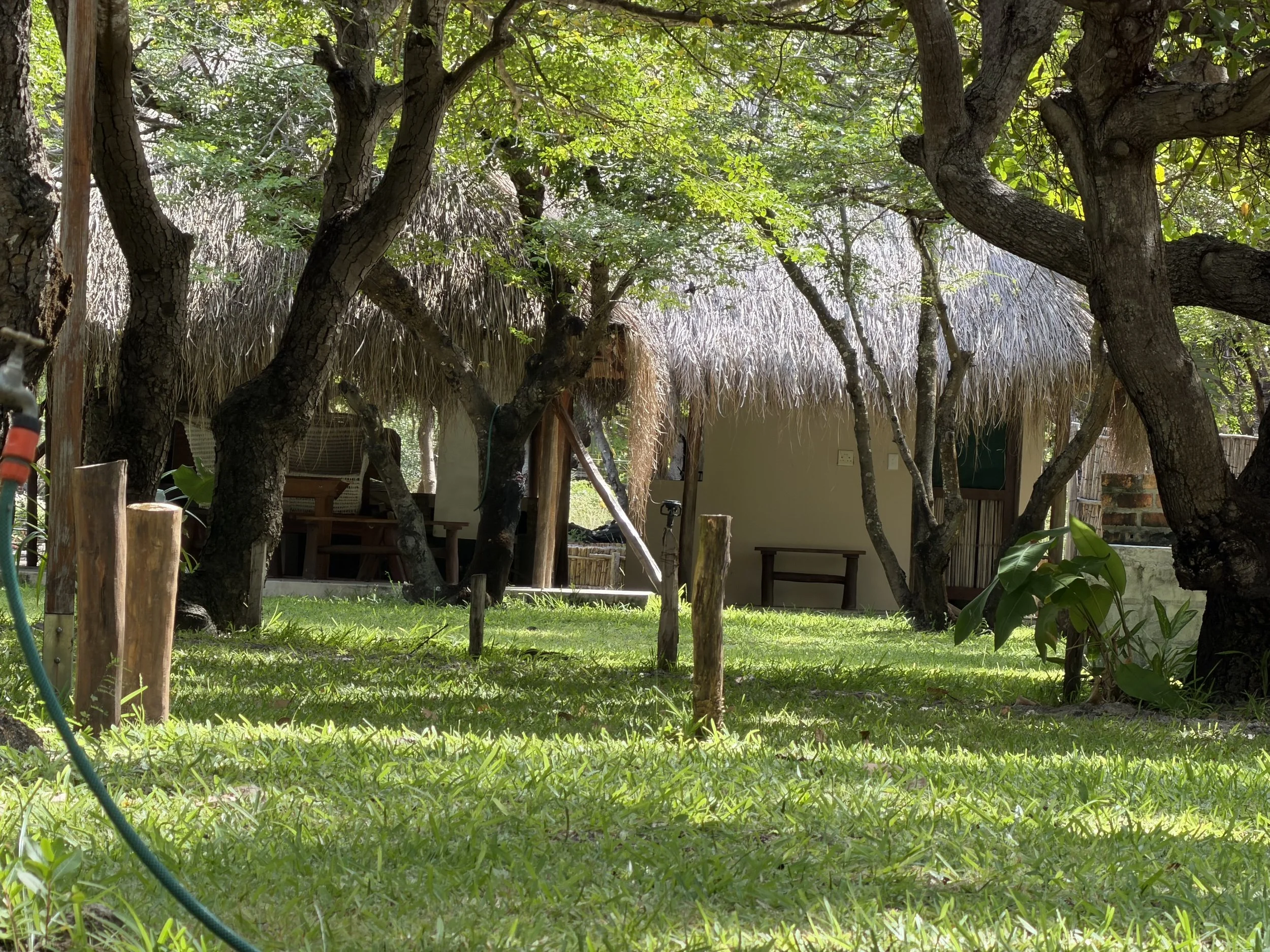 A lush backyard scene with thick trees, green grass, and a structure with a thatched roof in the background.