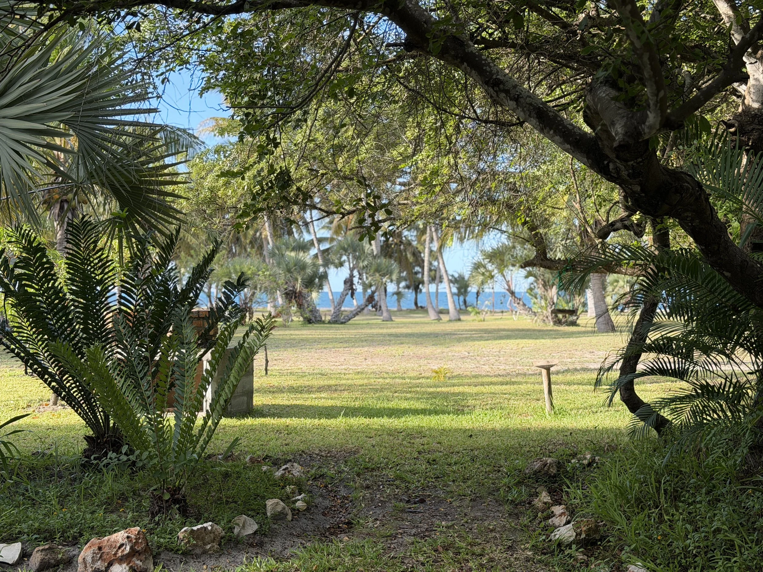 A lush tropical garden with a large Gnarled tree with dense green leaves, palm trees in the background, and a blue sky visible through the foliage, with a grassy lawn in the foreground.