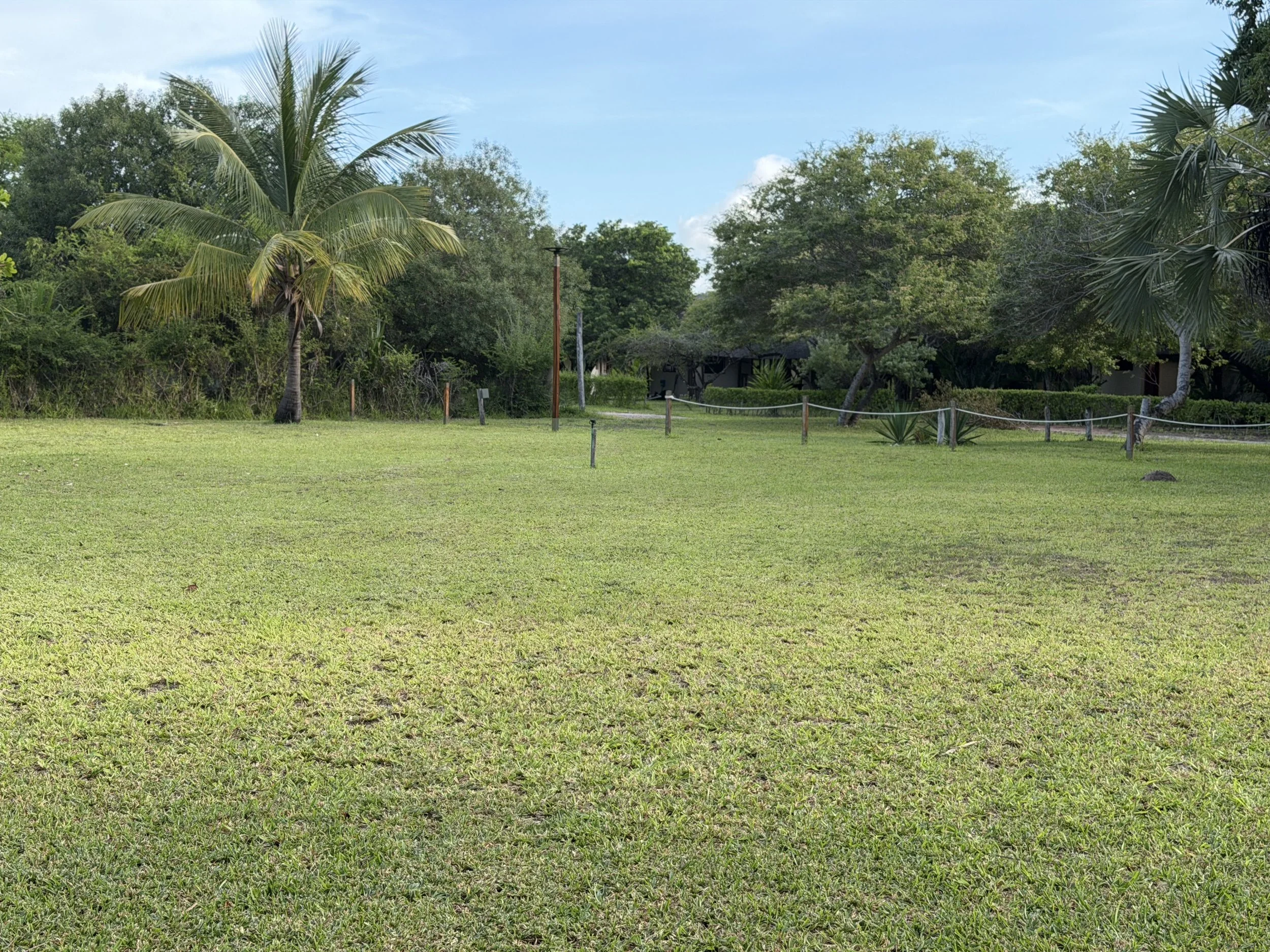 A lush green lawn with various trees and shrubs, including palm trees, and a clear blue sky in the background.