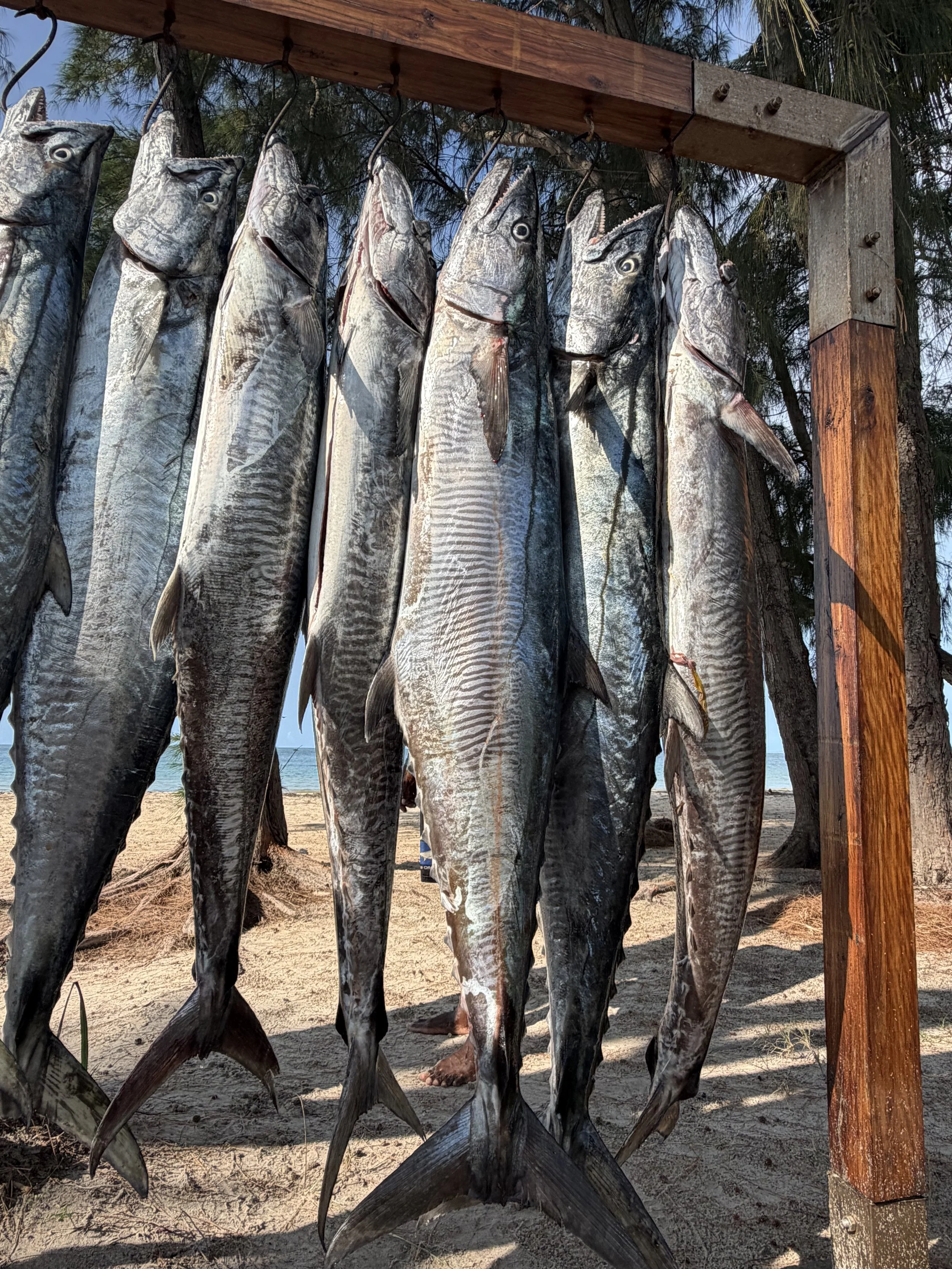 A display of several large fish, likely cobia, hanging vertically on hooks attached to a rustic wooden frame outdoors near a beach with sand and trees.