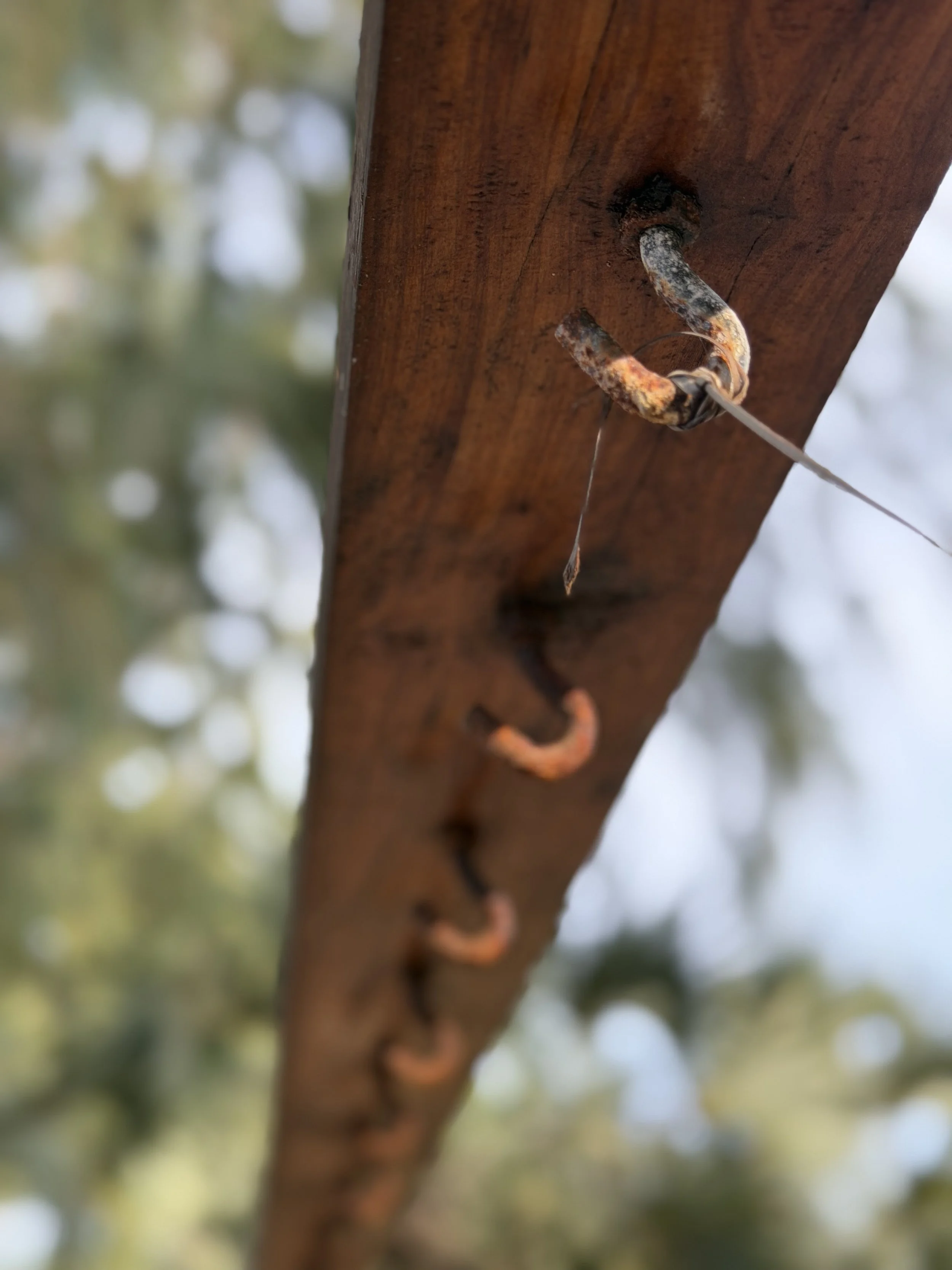 Close-up of rusty metal hooks embedded in a wooden surface, likely part of outdoor structure.