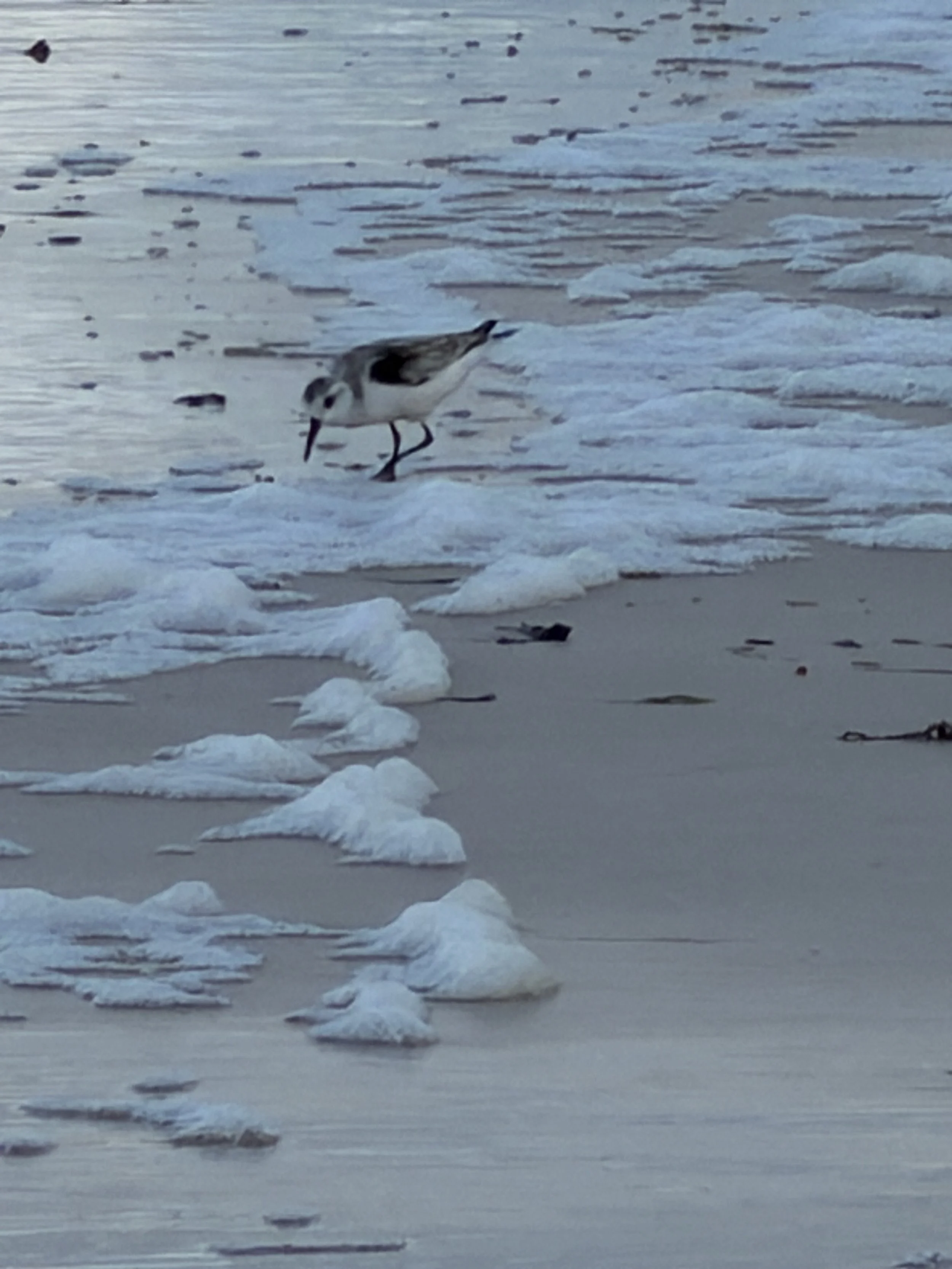 A small bird walking along the wet sandy shore near the ocean, with foam and water extending into the distance.