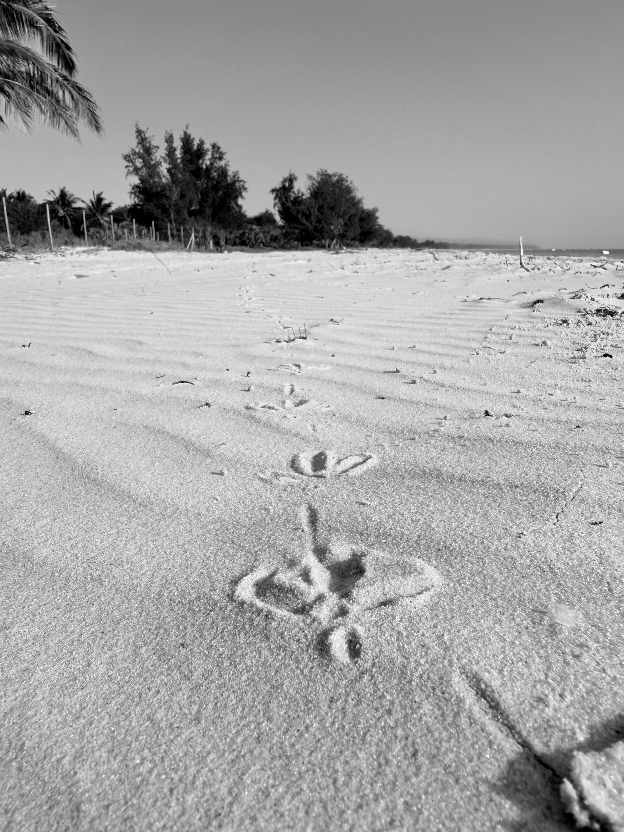 Footprints in the sand on a beach with trees and the ocean in the background, black and white photograph.