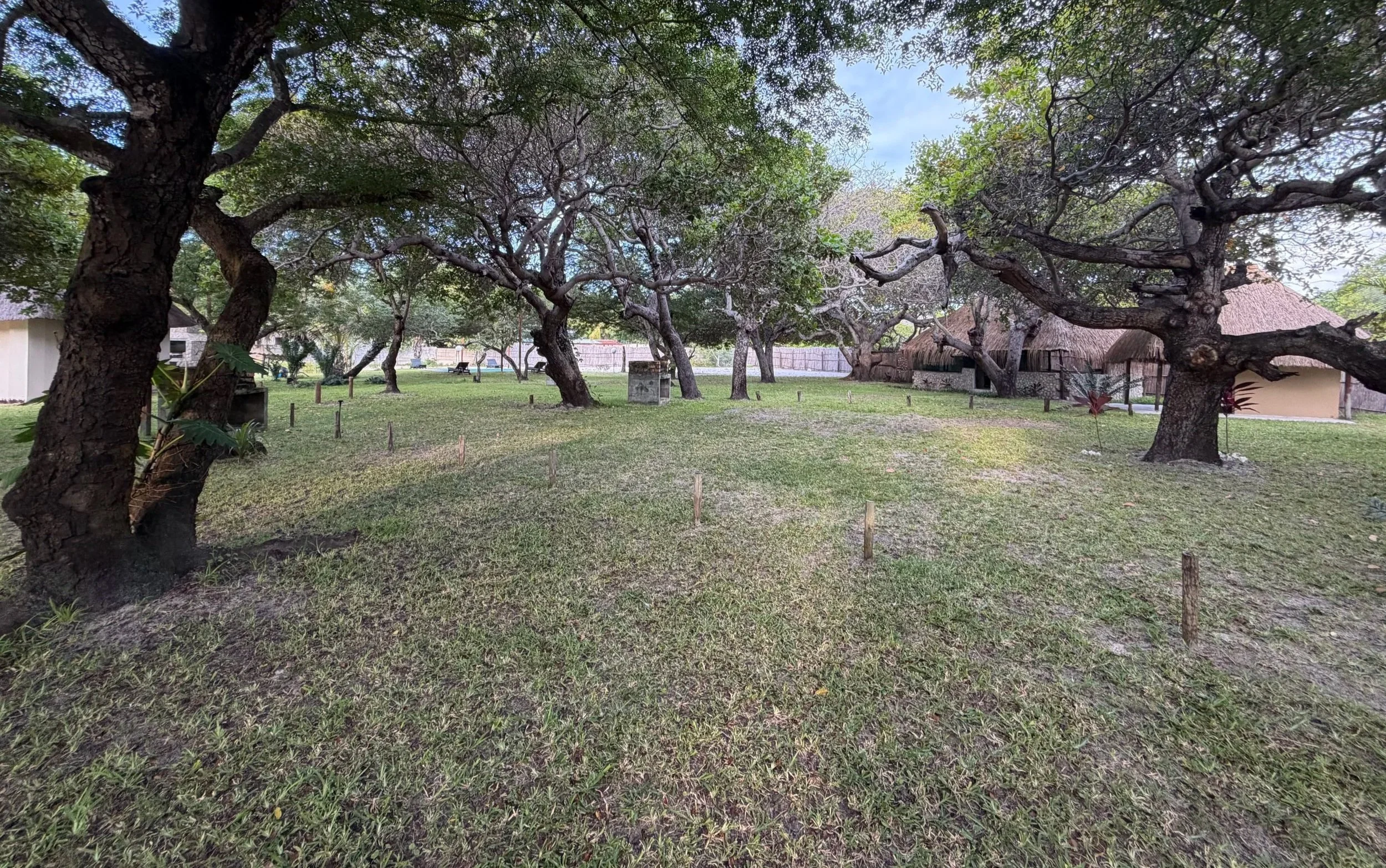 A grassy yard with several large, twisted trees and two thatched-roof structures in the background.