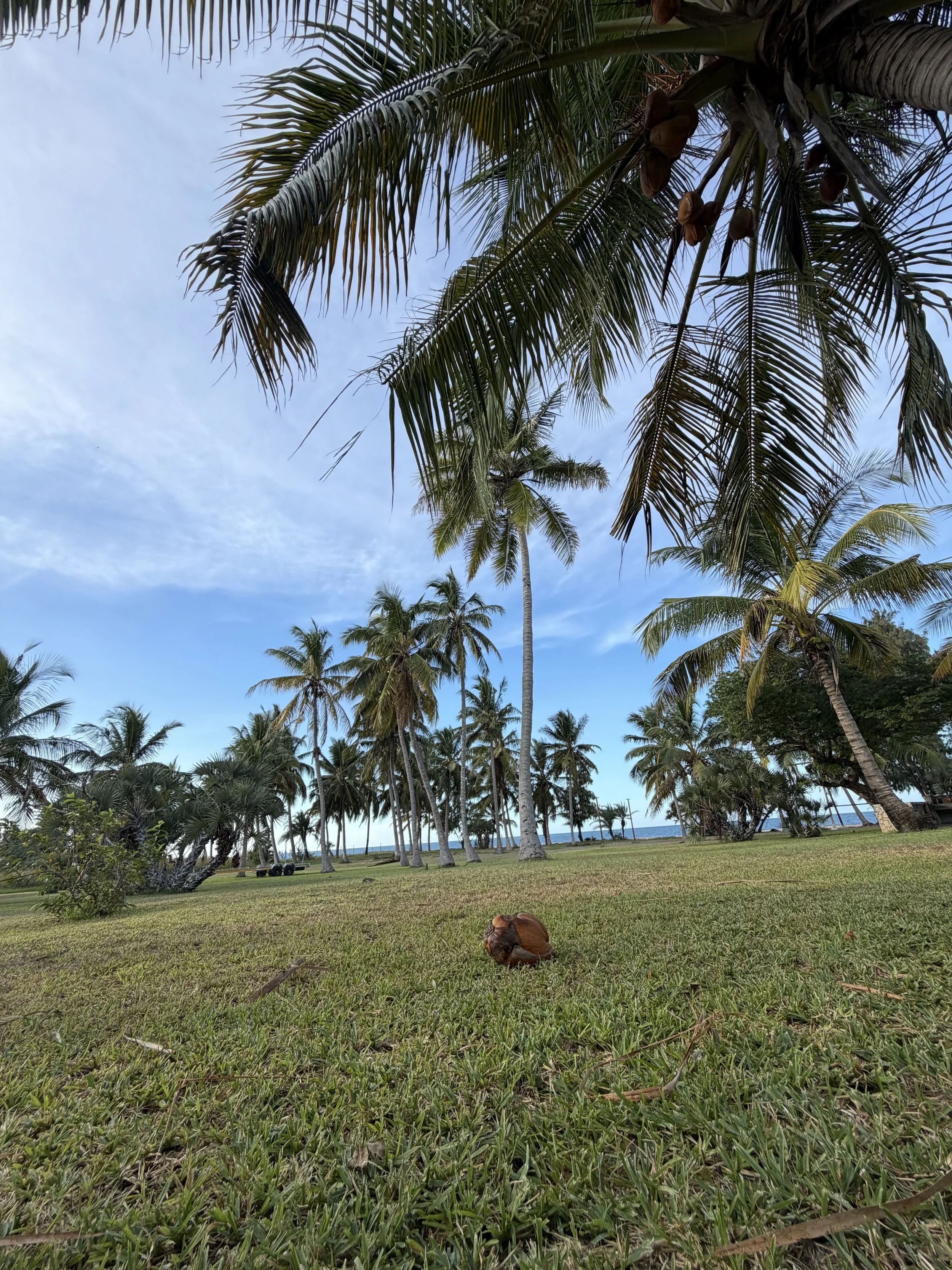 A tropical scene with several tall palm trees, a grassy area, and a blue sky with some clouds. There is a coconut on the grass and a distant ocean visible on the horizon.