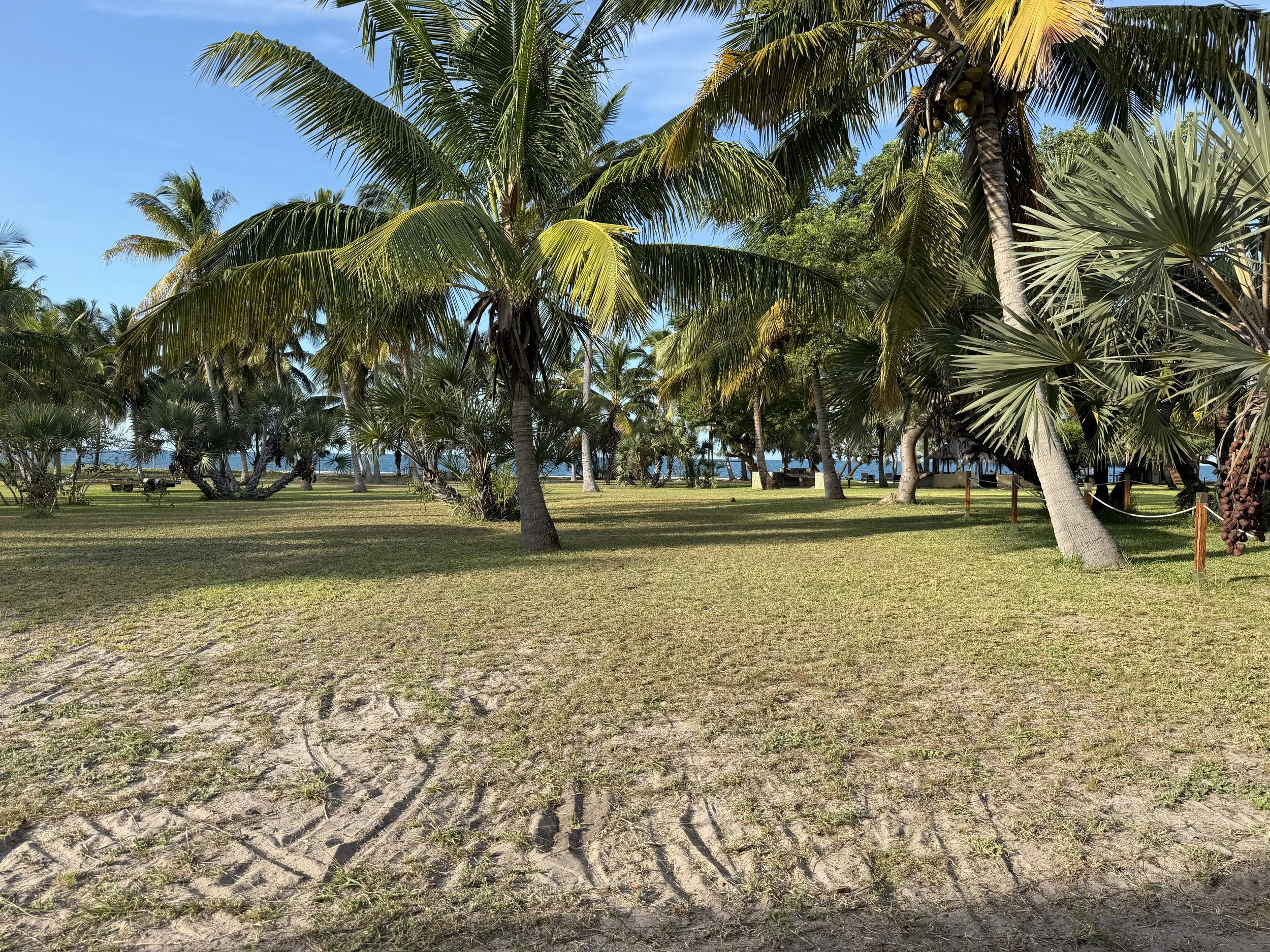 A tropical scene with numerous palm trees of various types on a grassy area near the coast, with a clear blue sky and a glimpse of the ocean in the background.