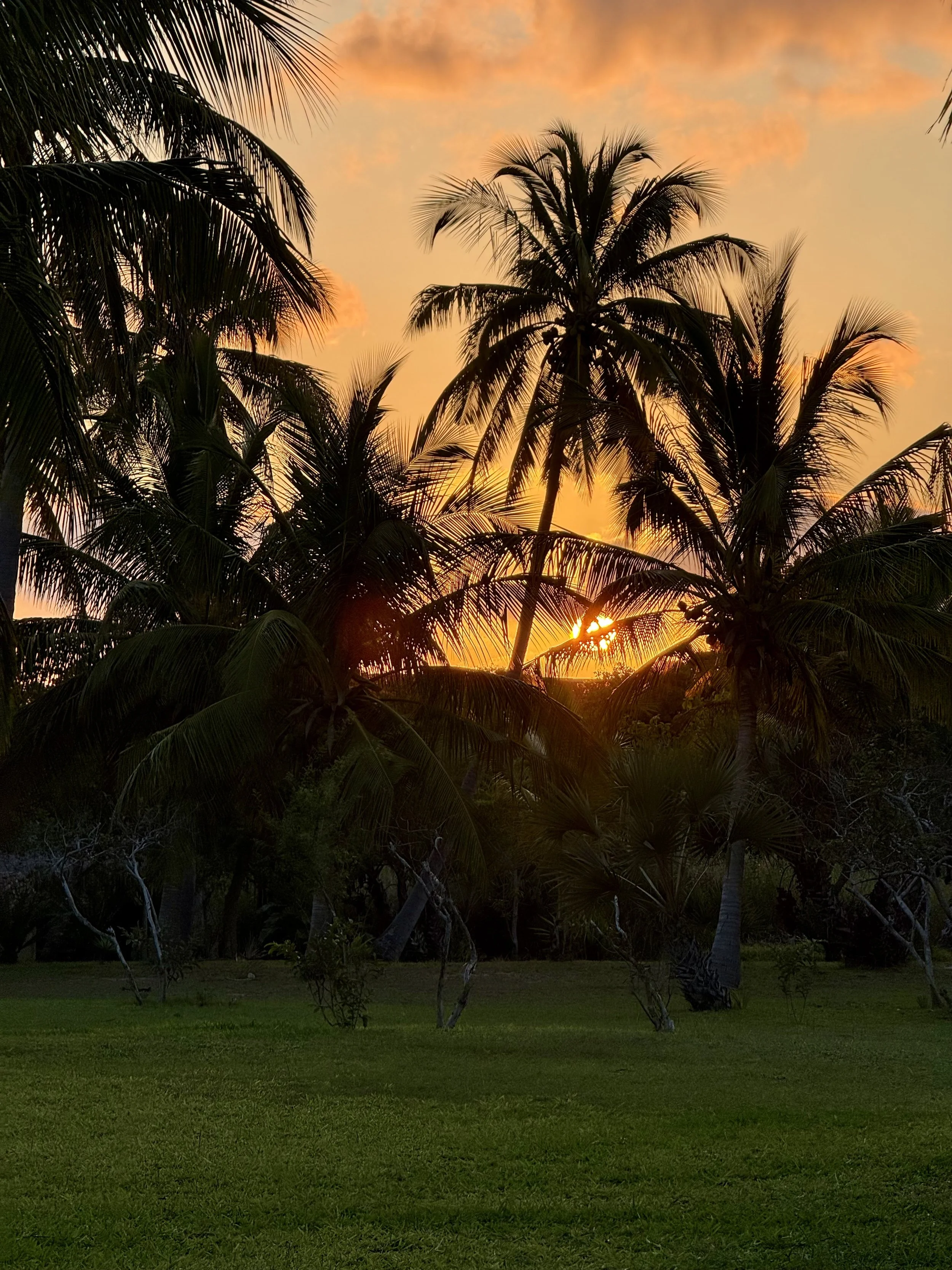 Silhouetted palm trees against a colorful sunset sky with orange and yellow hues, and a green grassy field in the foreground.