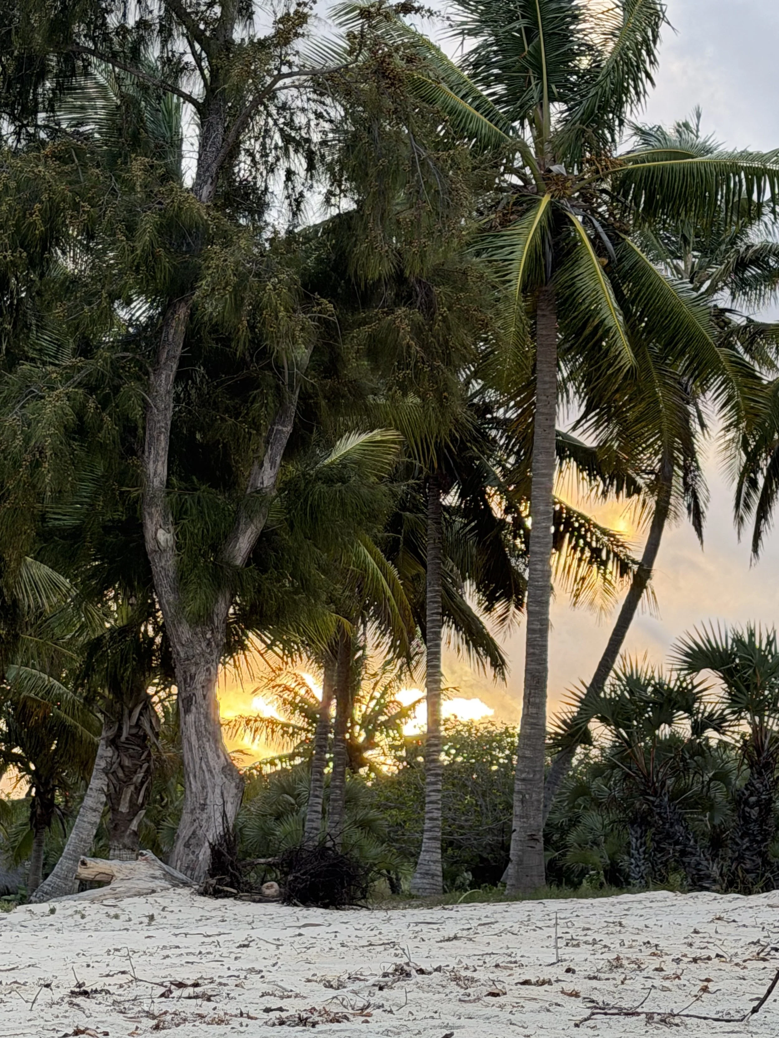 Sunset behind palm trees at a tropical beach, sandy foreground with scattered leaves and driftwood.