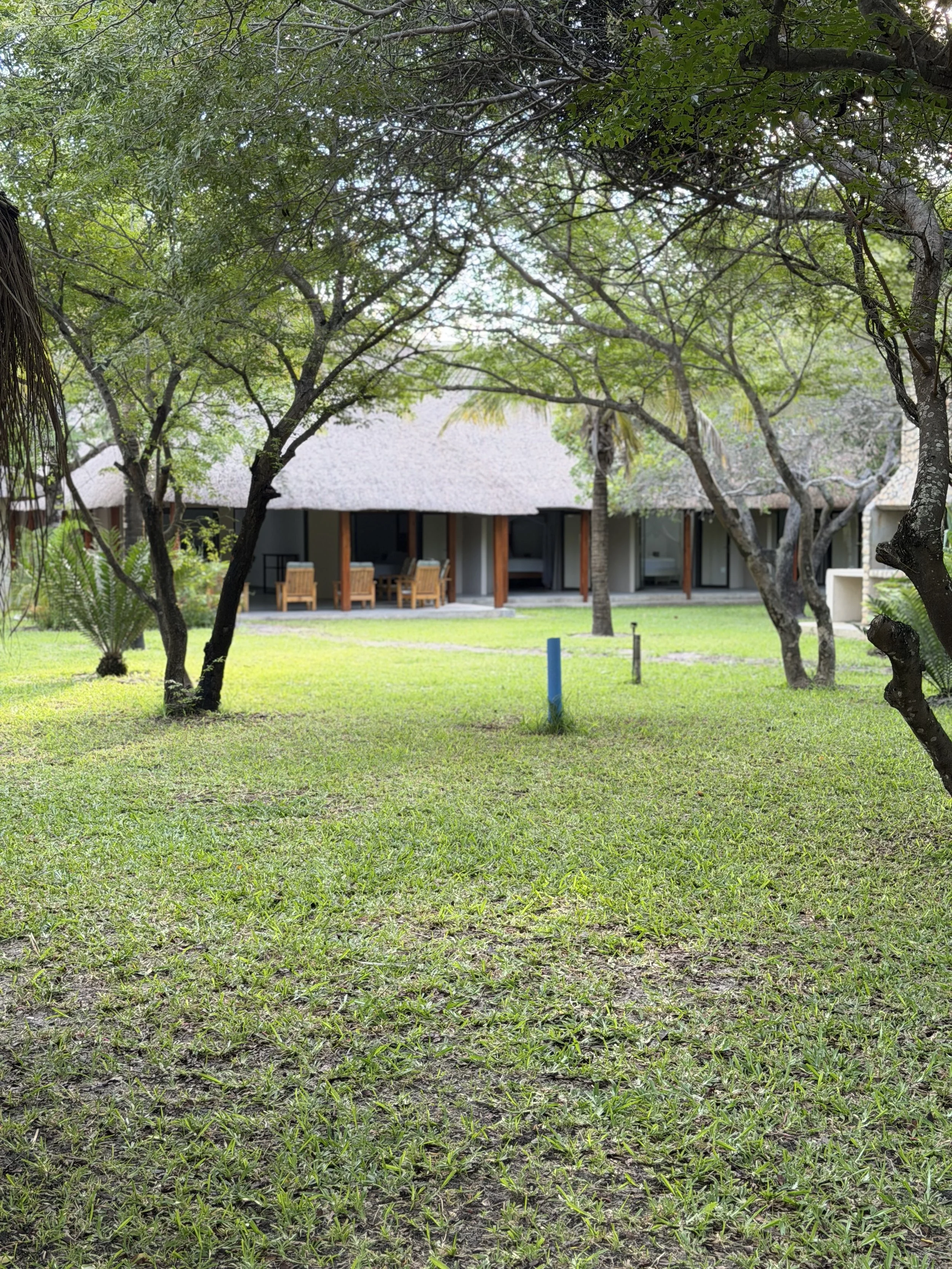 A view of a lush garden yard with various trees and green grass. There are wooden chairs and a table under a thatched roof structure, with a background of more trees and a building. The scene is bright and sunny.