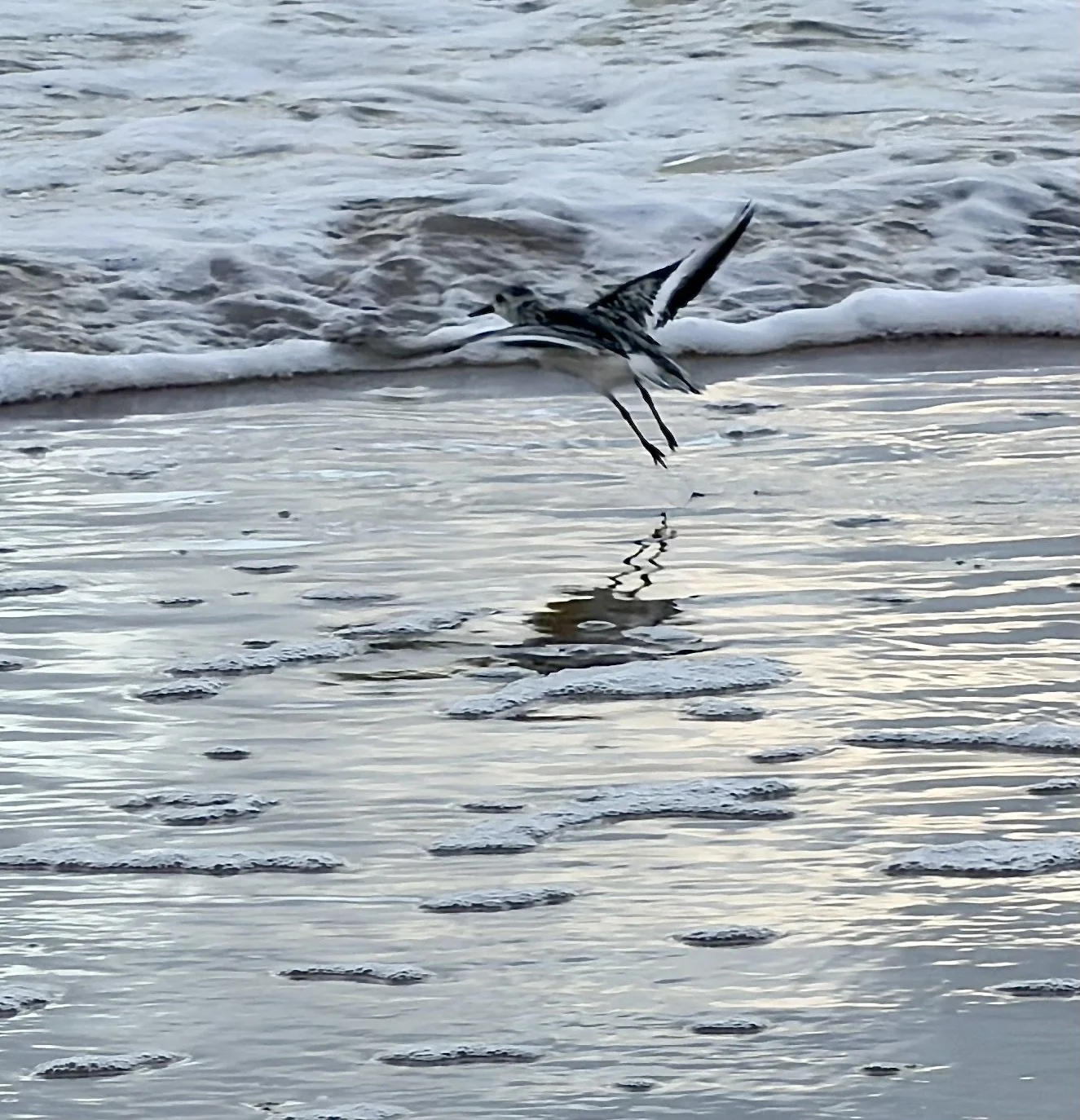 A bird flying low over the water at the beach, with waves and foam in the background.