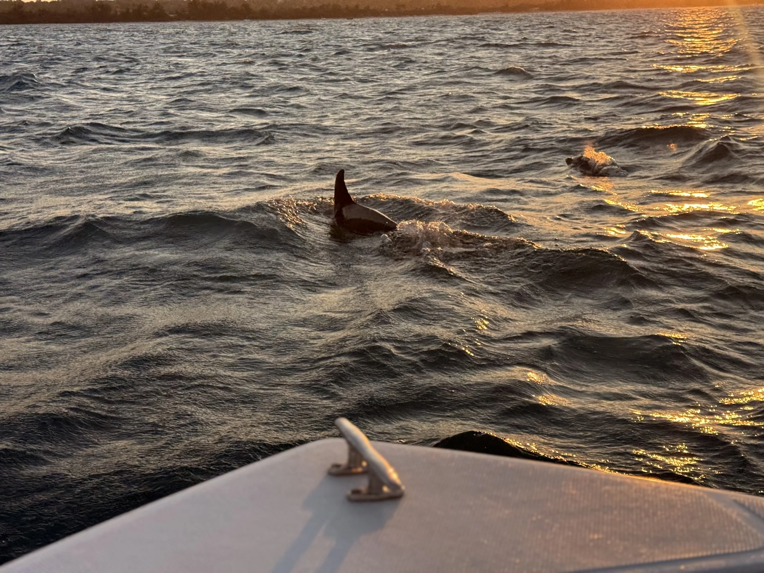 View from a boat at sunset showing a dolphin surfing on the water's surface near the boat.
