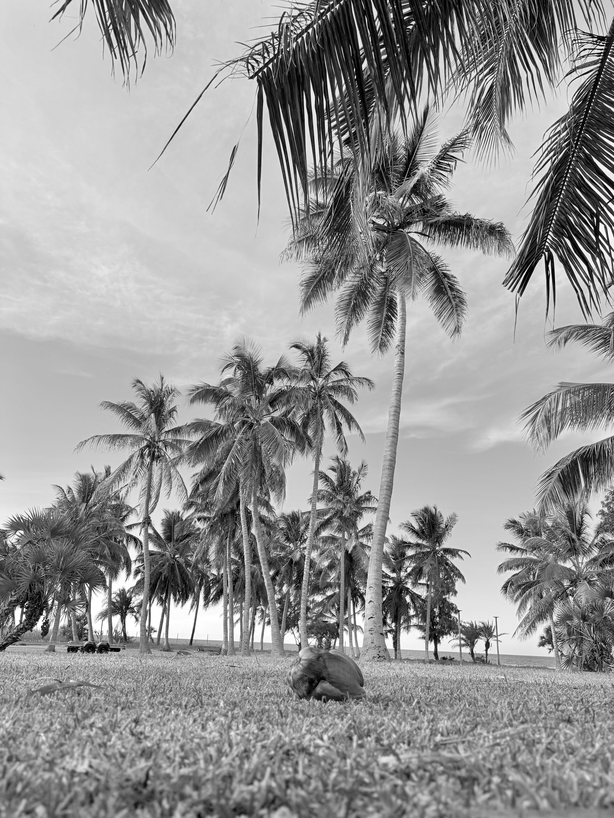 Black and white photograph of a park with tall palm trees, a grassy area, and a dog lying on the grass in the foreground.