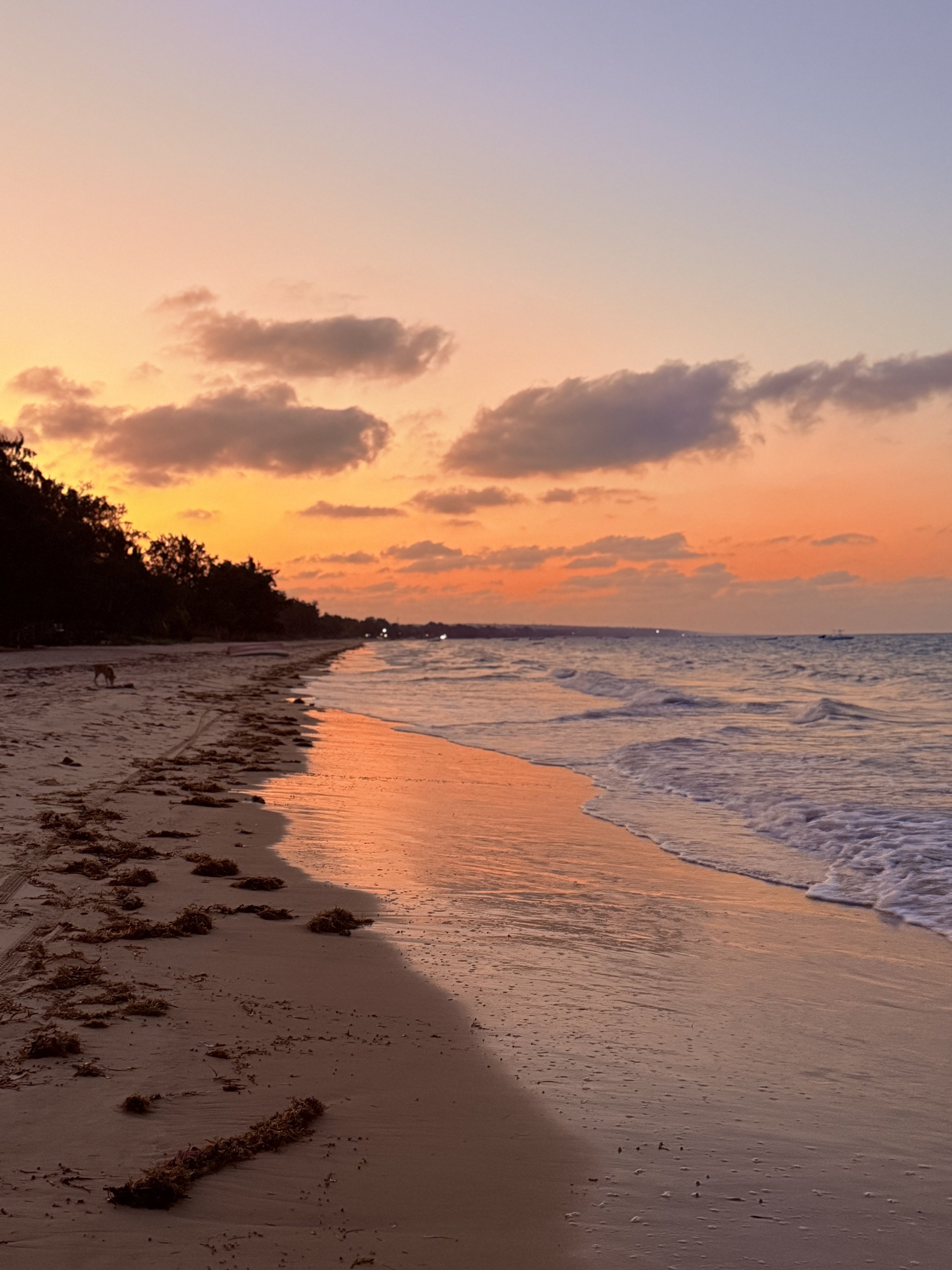Sunset over a beach with clouds in the sky, shoreline with seaweed, and a dog walking along the sand.