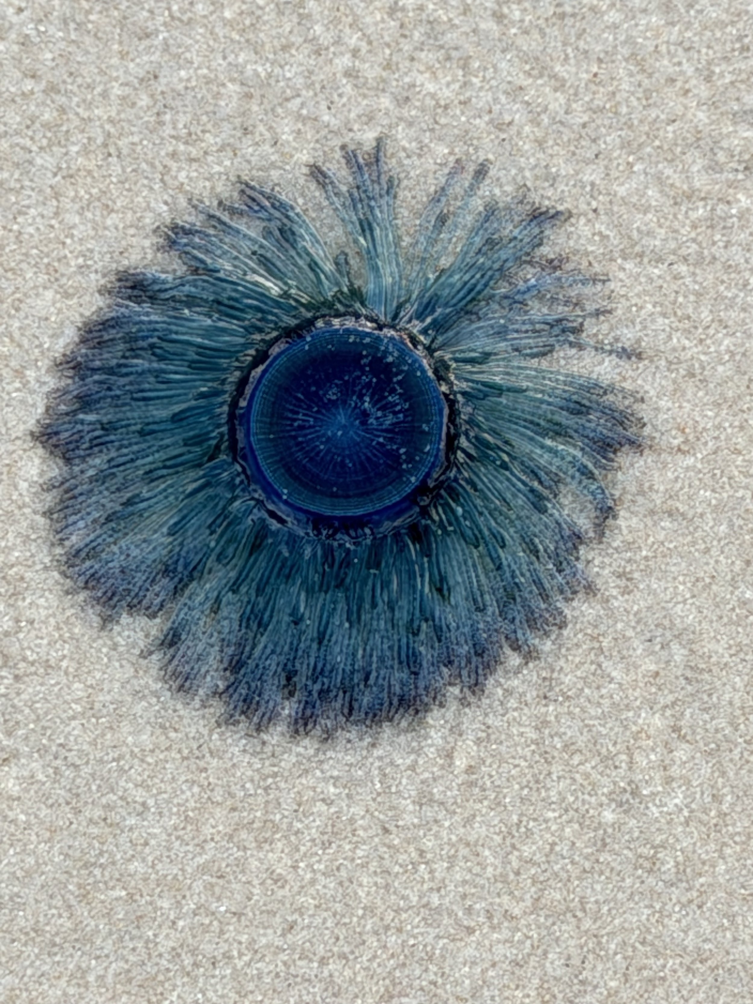 Close-up of a peacock feather with vibrant blue and green colors, laid flat on a textured beige surface.