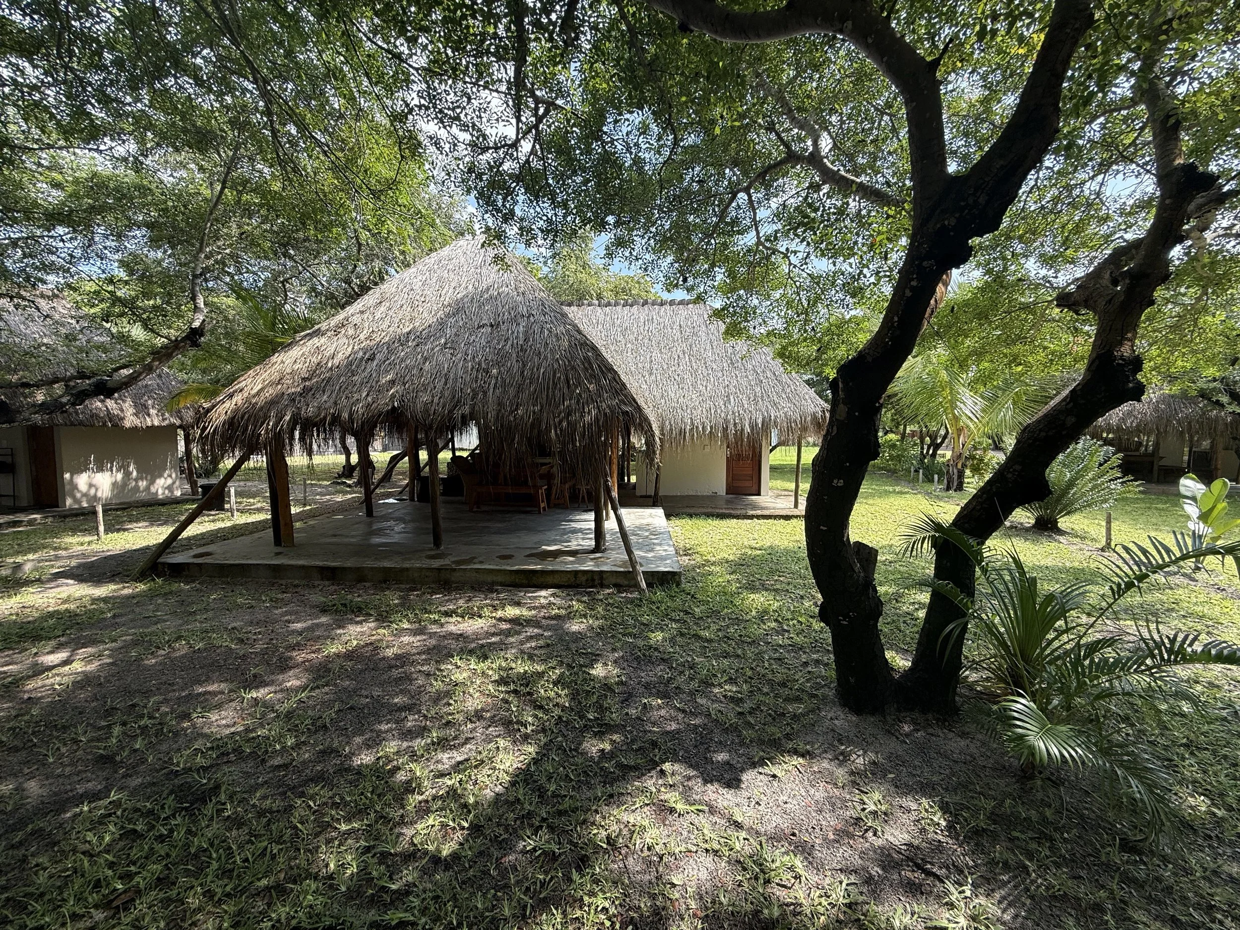 Thatched roof hut beneath trees in a lush green outdoor setting.